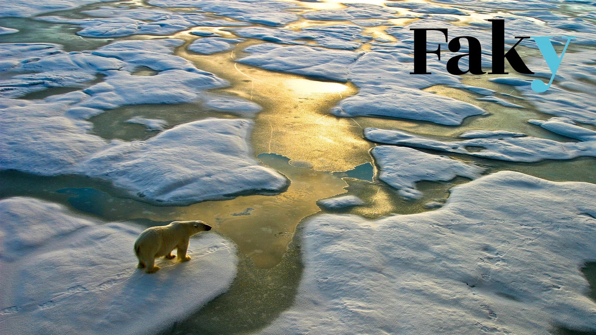 Image d’illustration. Ours polaire sur une large surface de glace dans l’Arctique russe, près de la Terre "Franz Josef".
