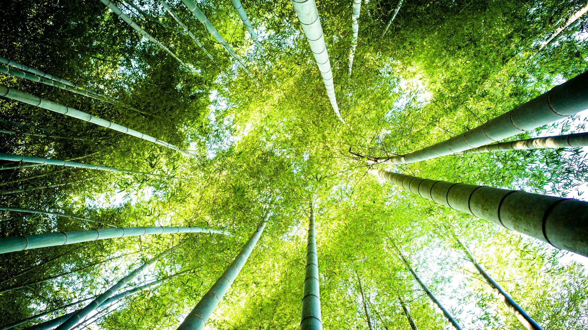 La croissance du bambou est rapide, ce qui lui permet d’être récolté 4 à 6 fois par an.