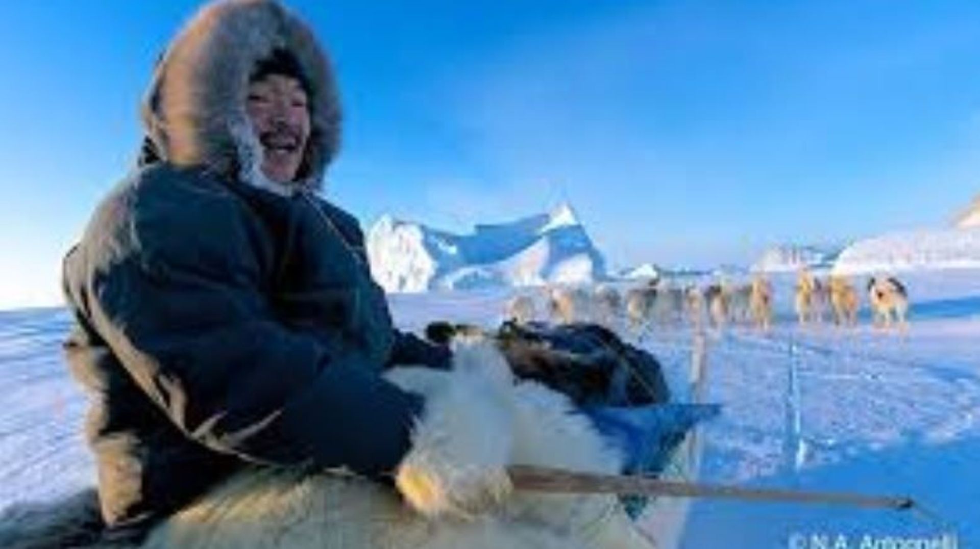 Des ours et des inuits RTBF Actus