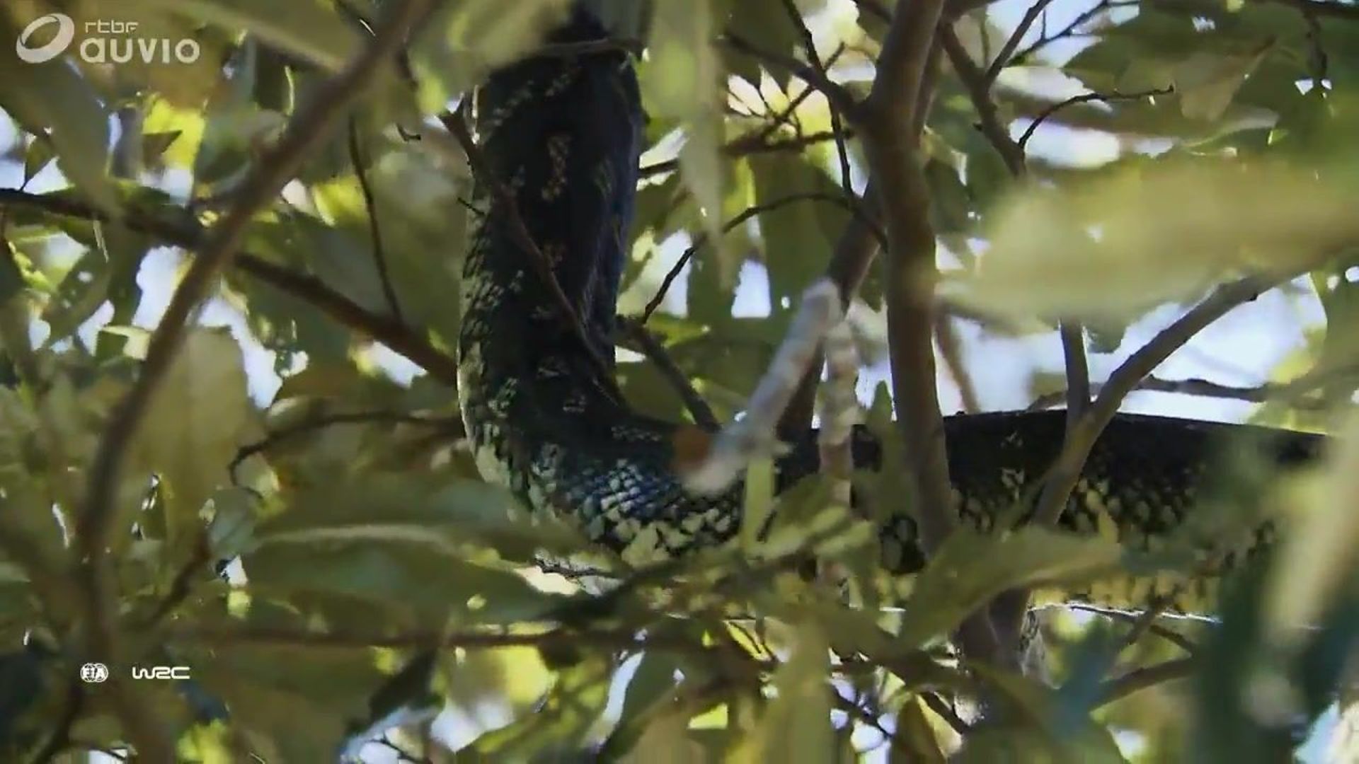 Serpents, araignées... Hors de question de sortir de la voiture dans