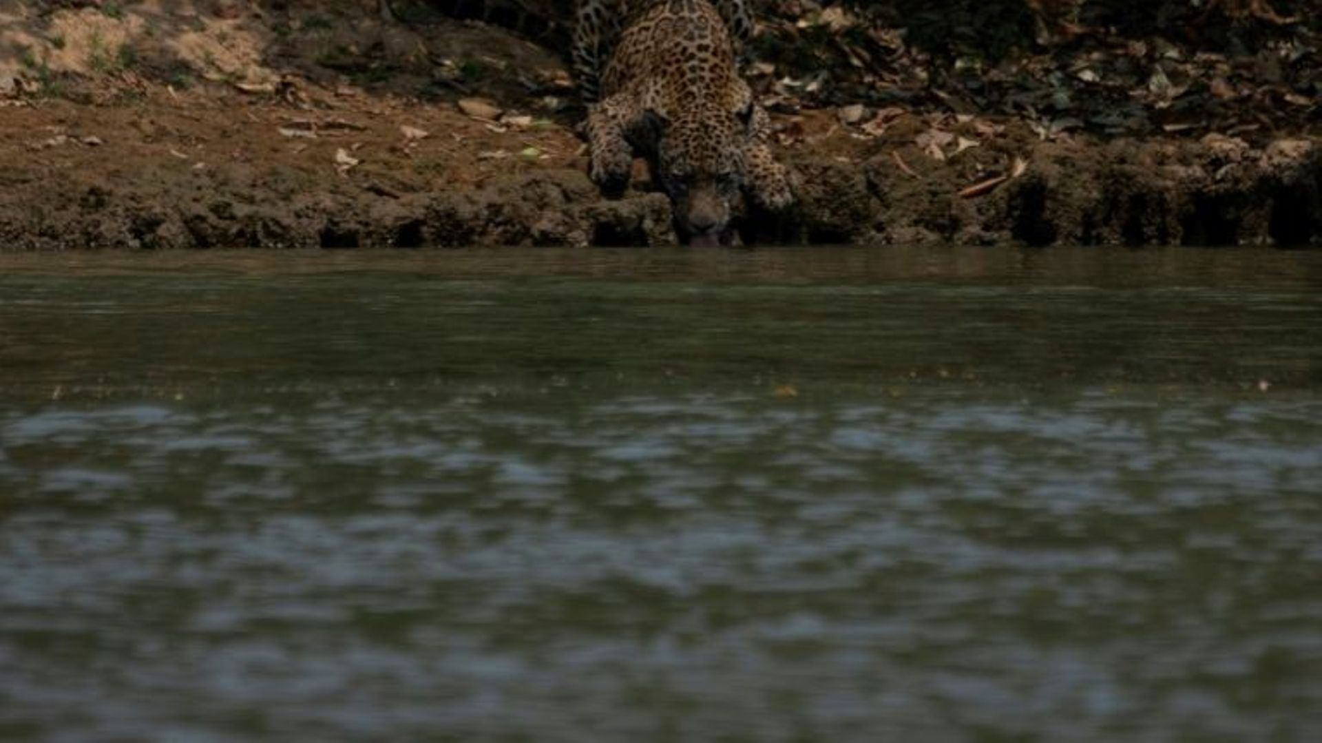 Un jaguar blessé se désaltère au Pantanal (Brésil) le 16 septembre 2020.