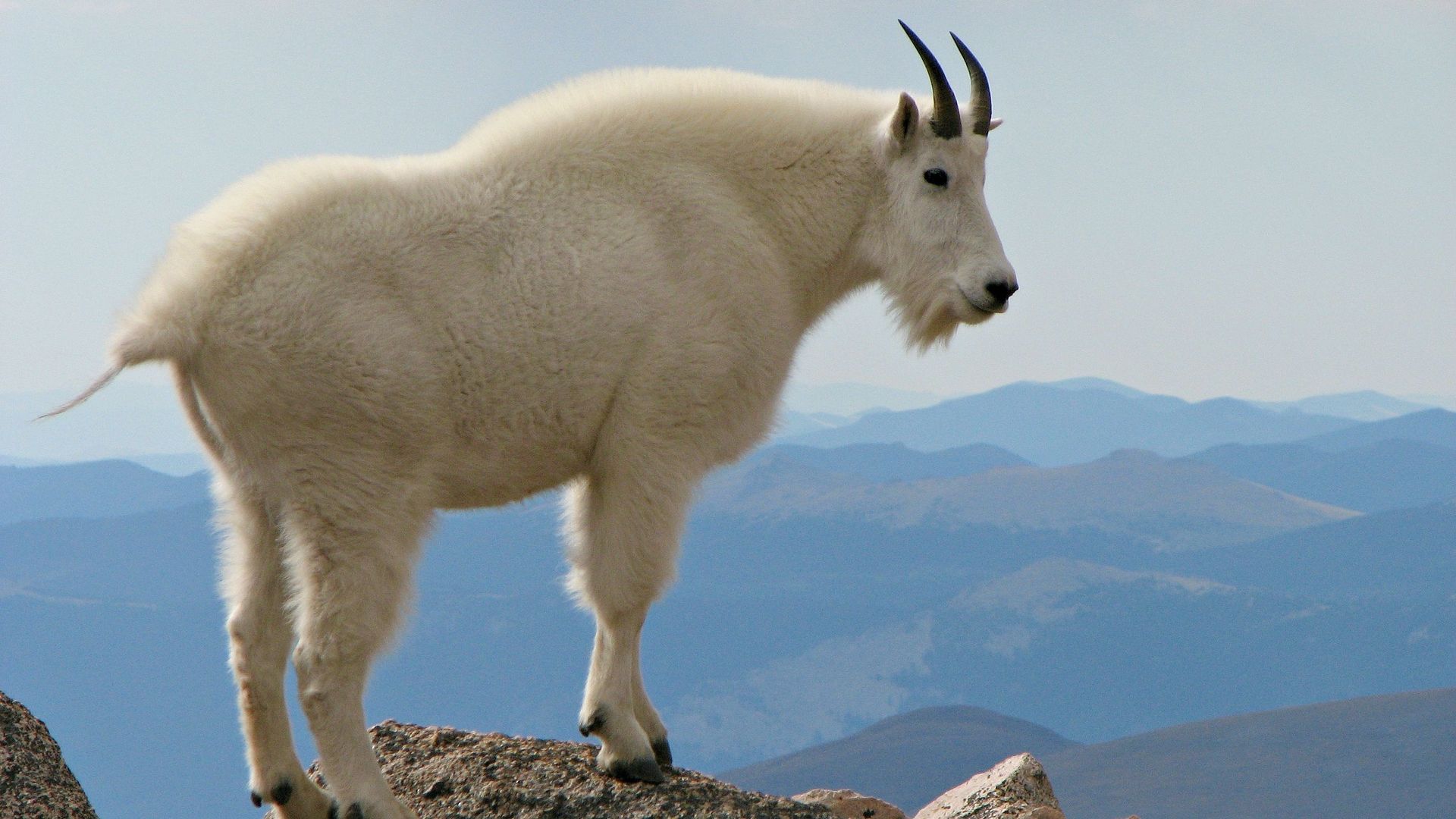 Conséquence étrange du changement climatique : dans le Montana, chèvres et mouflons se chamaillent pour du sel !