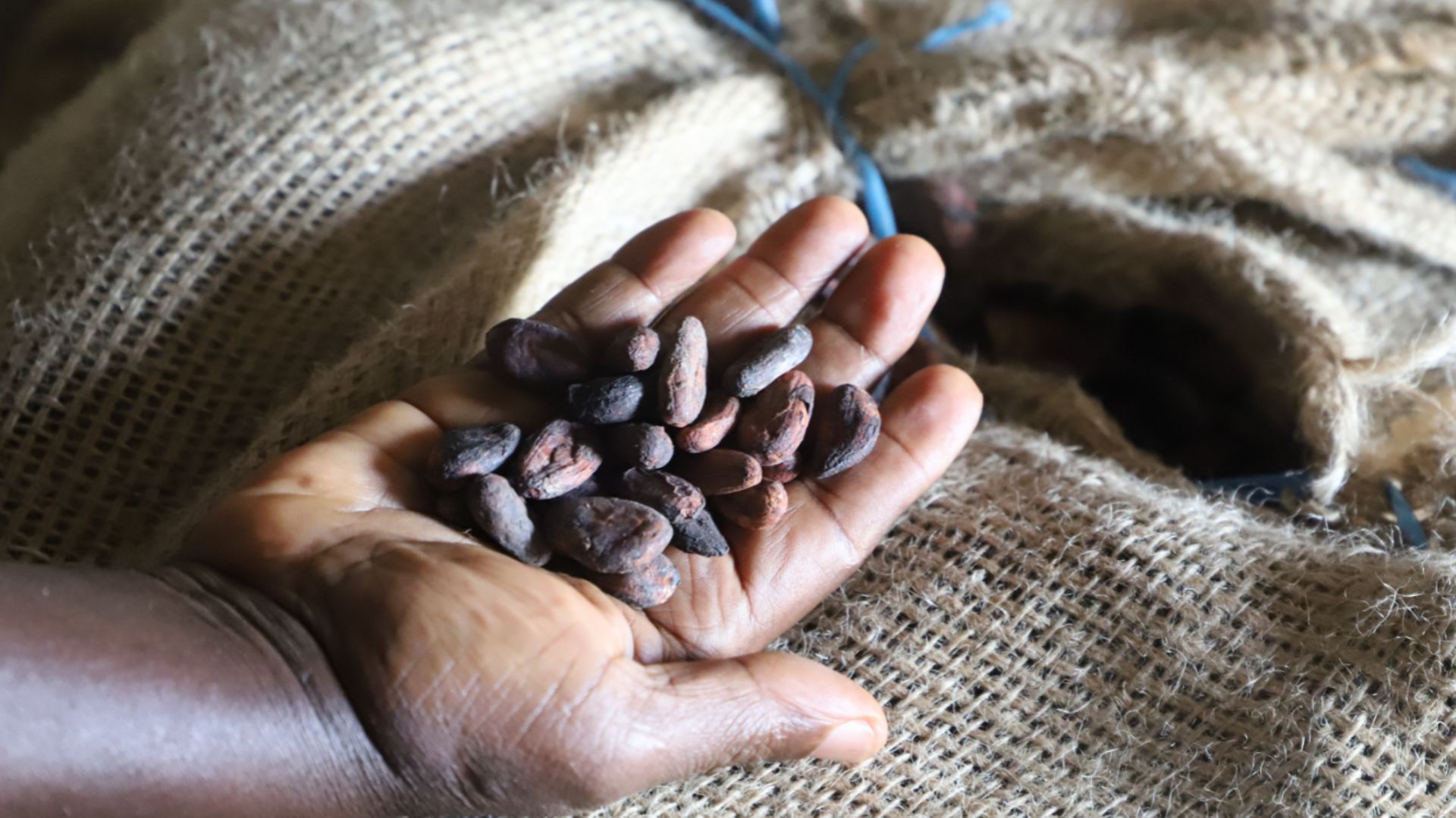 Côte d'Ivoire: au pays du cacao, on ne mange pas de chocolat  