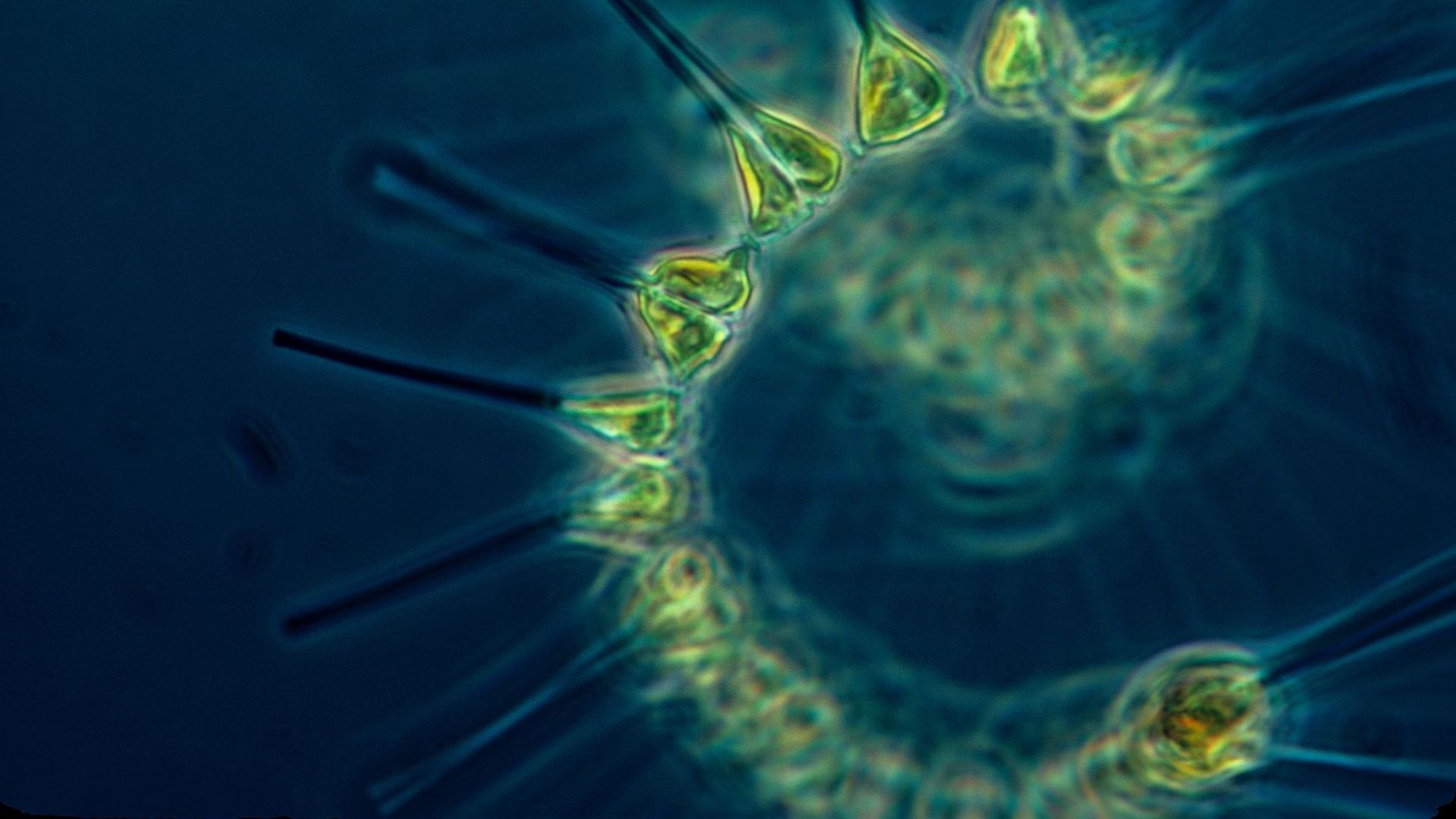 Vagues de chaleur : un danger potentiel pour le phytoplancton des lacs.