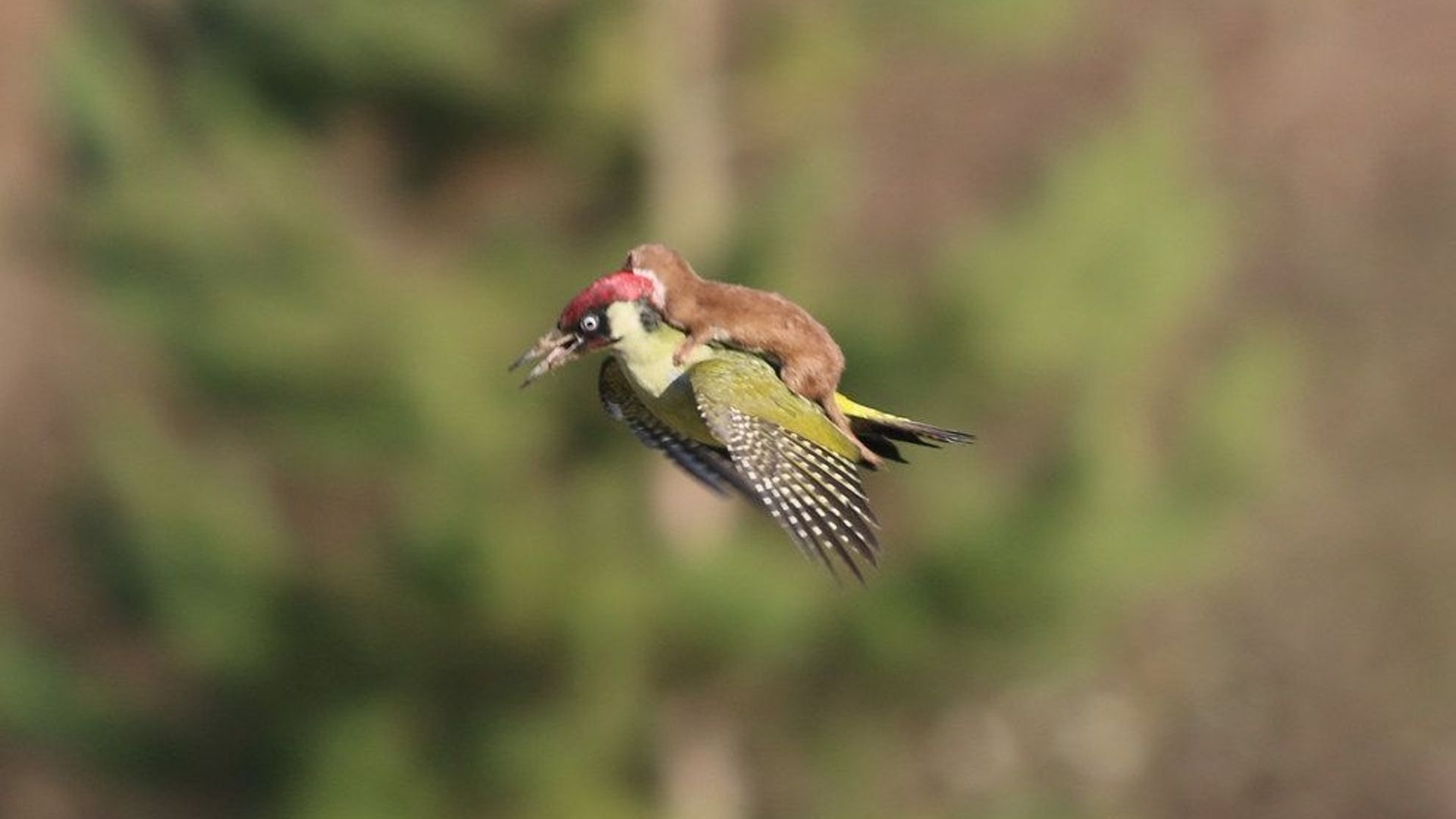 Photo: un bébé belette sur le dos d'un pic vert en vol 