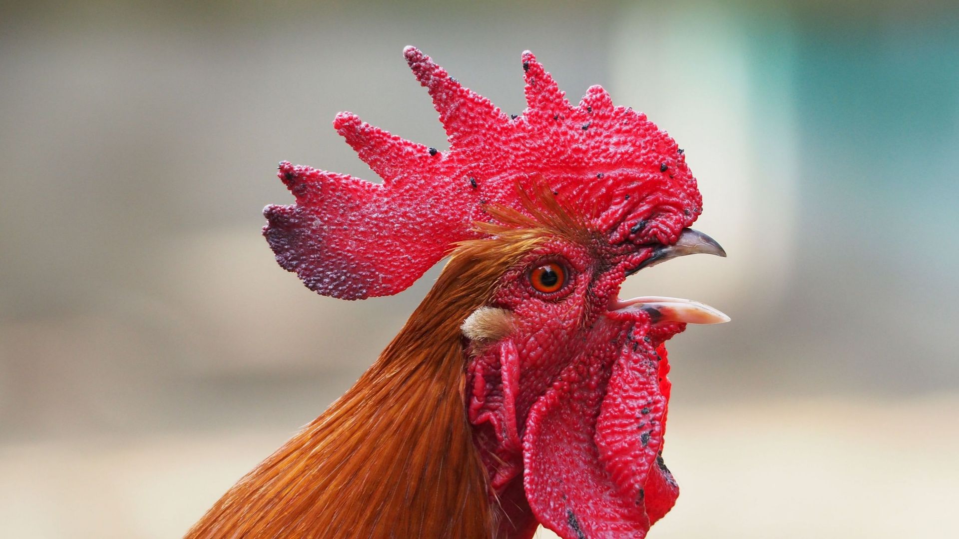 Quaregnon: recours en justice contre le chant du coq