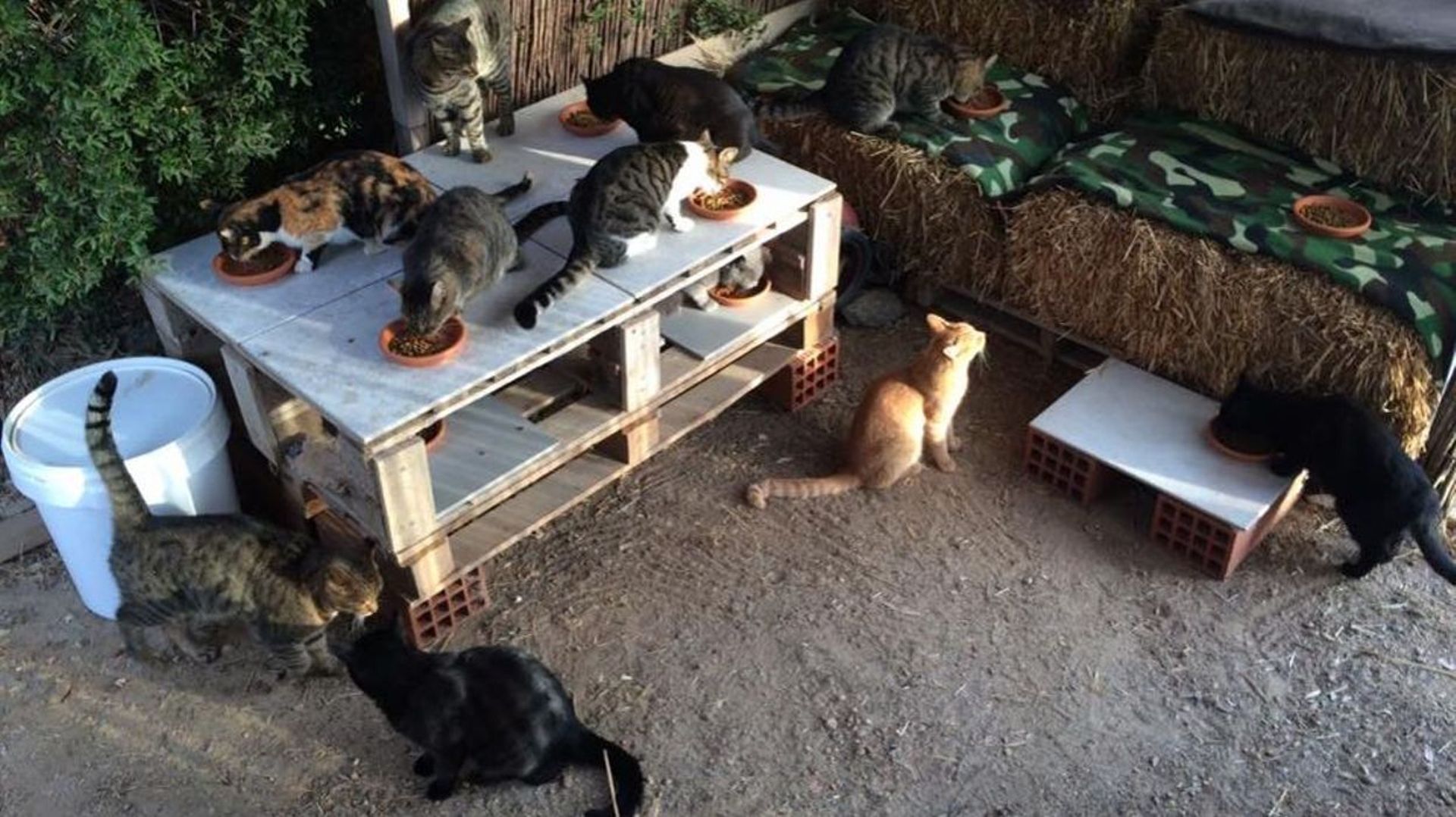 Voulez-vous être payé pour prendre soin de 55 chats sur l'île de Syros? 