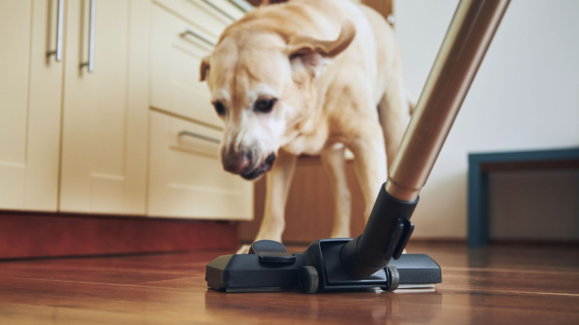Comment passer l’aspirateur sans créer une guerre avec son chien ? rtbf.be