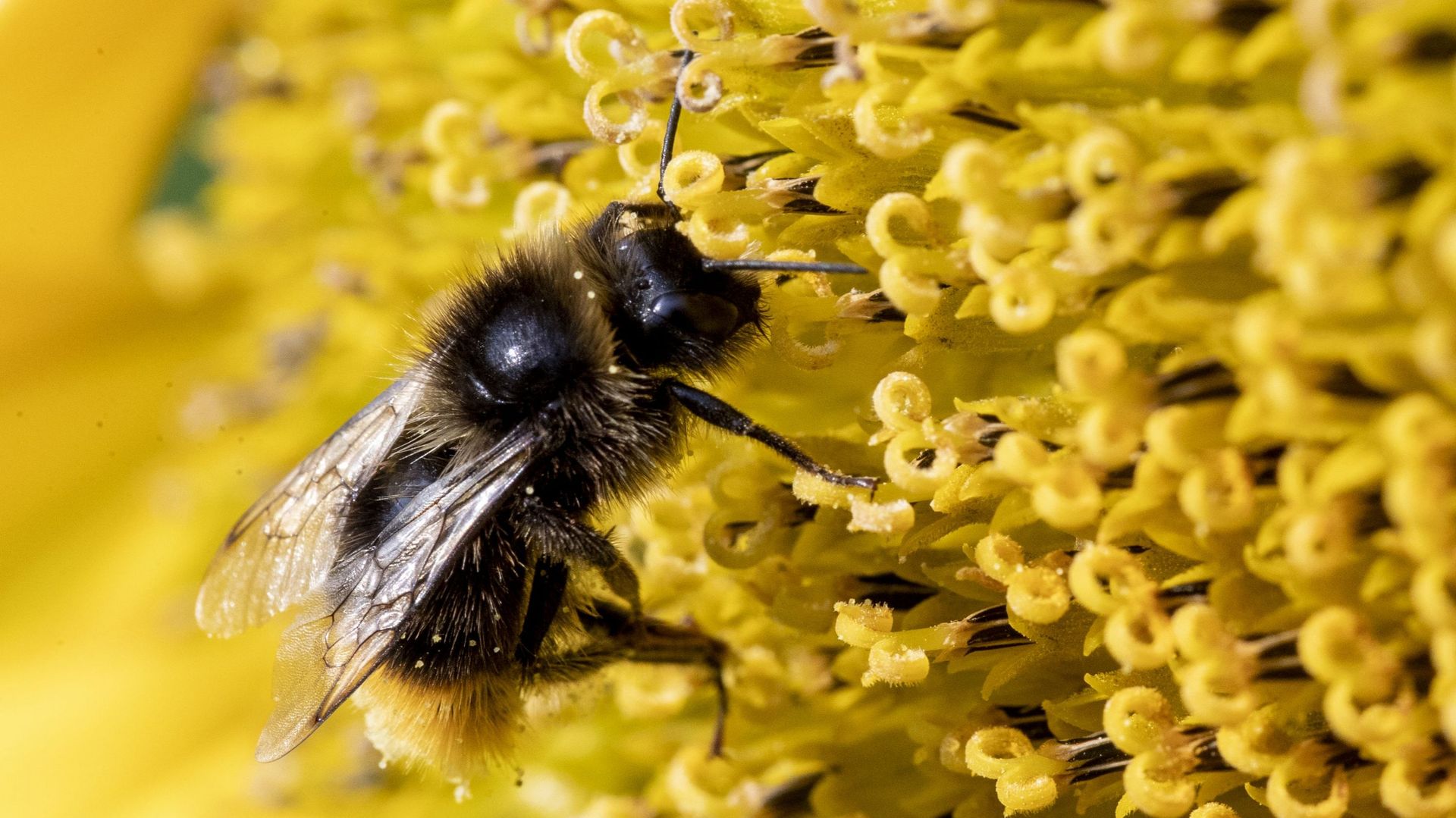 Les populations d’abeilles se raréfient.