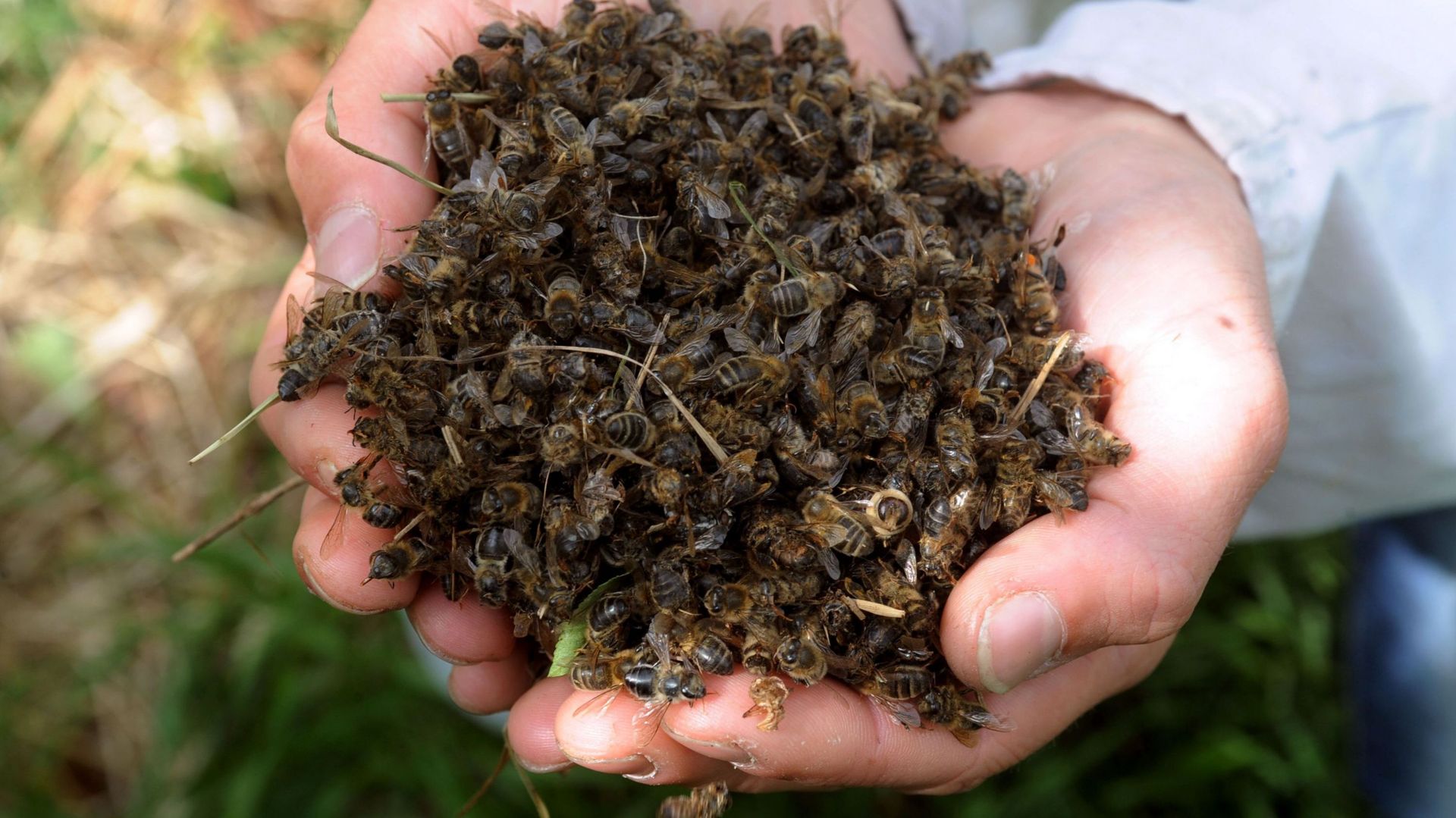 La colère d'un apiculteur tenant en mains des dizaines d'abeilles mortes