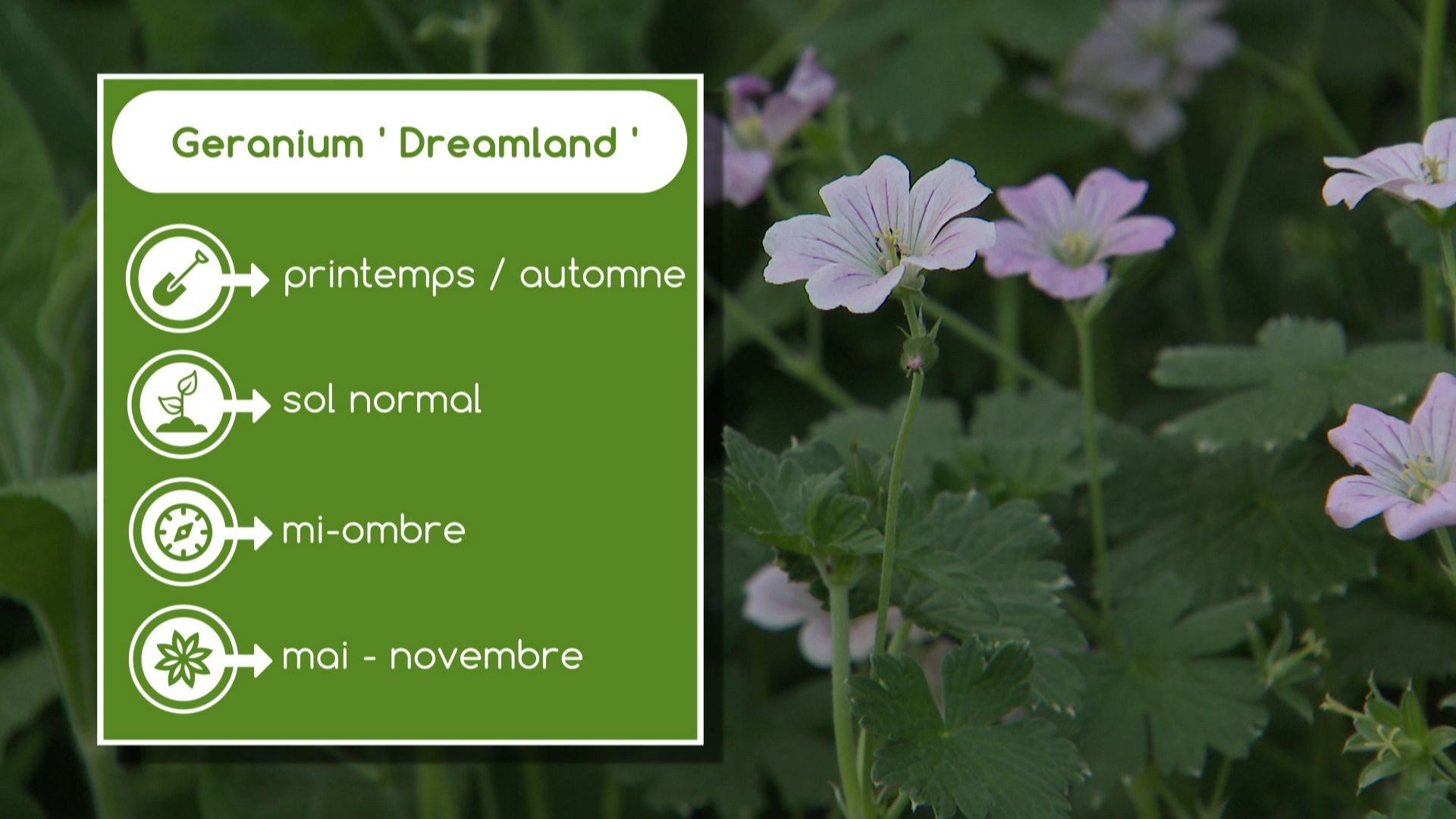 Géranium "Dreamland", plantation