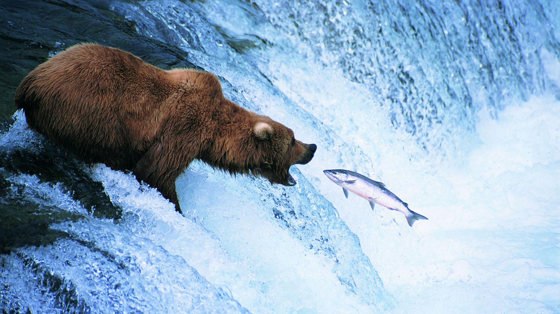Fat Bear Week : quand les ours se transforment en stars de télé-réalité et enflamment internet