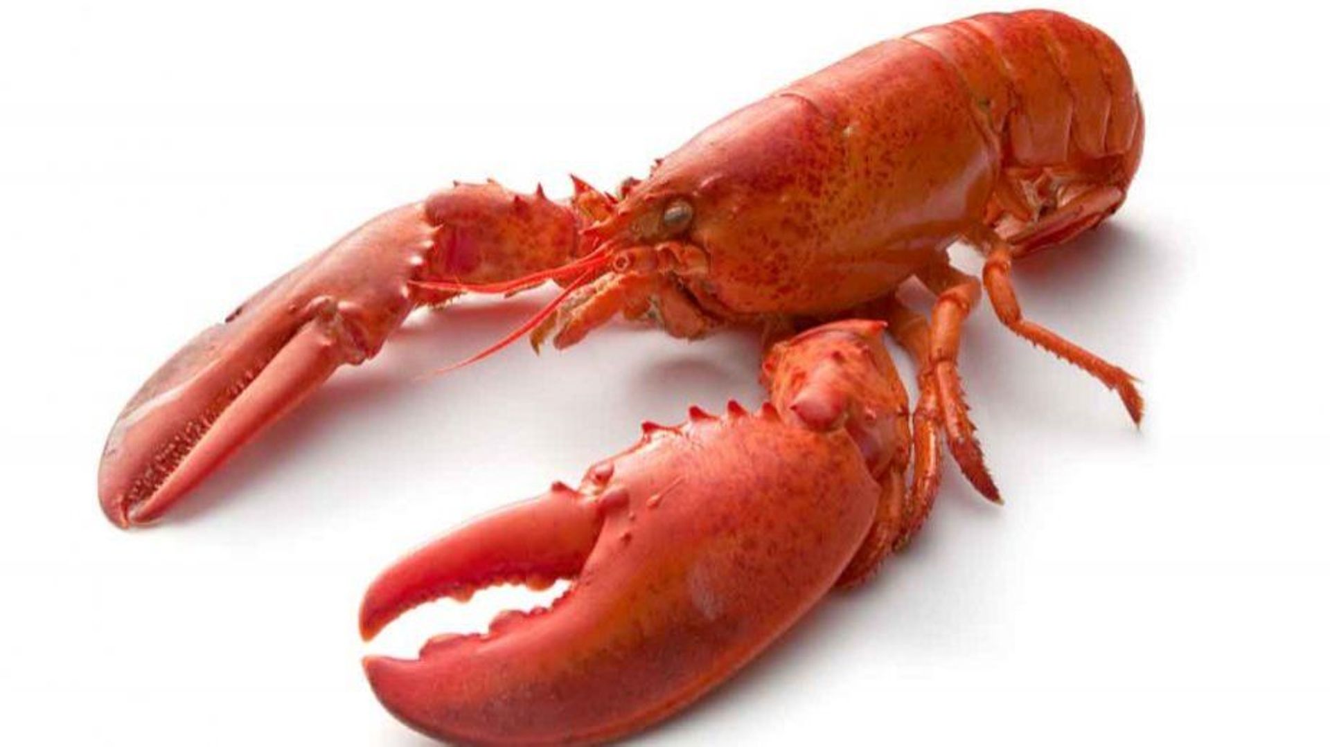 Un homard vivant - RTBF Actus