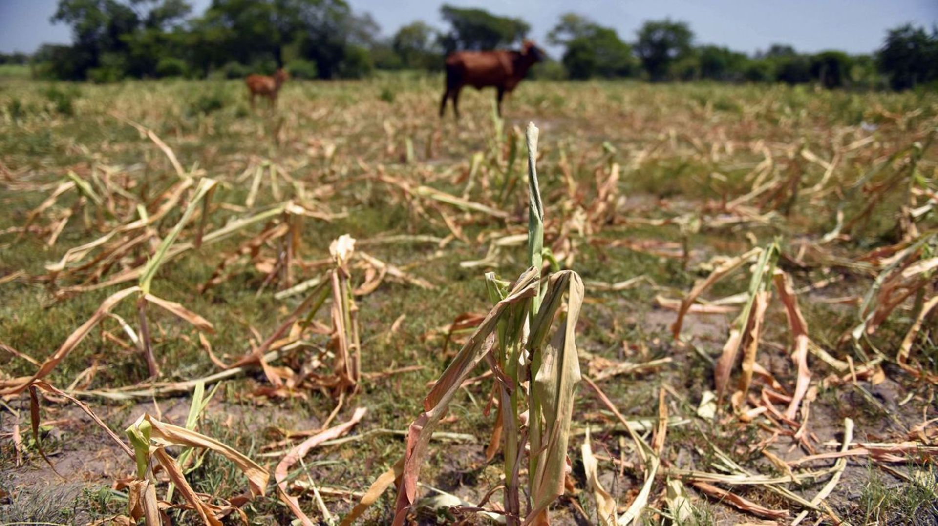 Une assurance "sécheresse" pour aider les agriculteurs