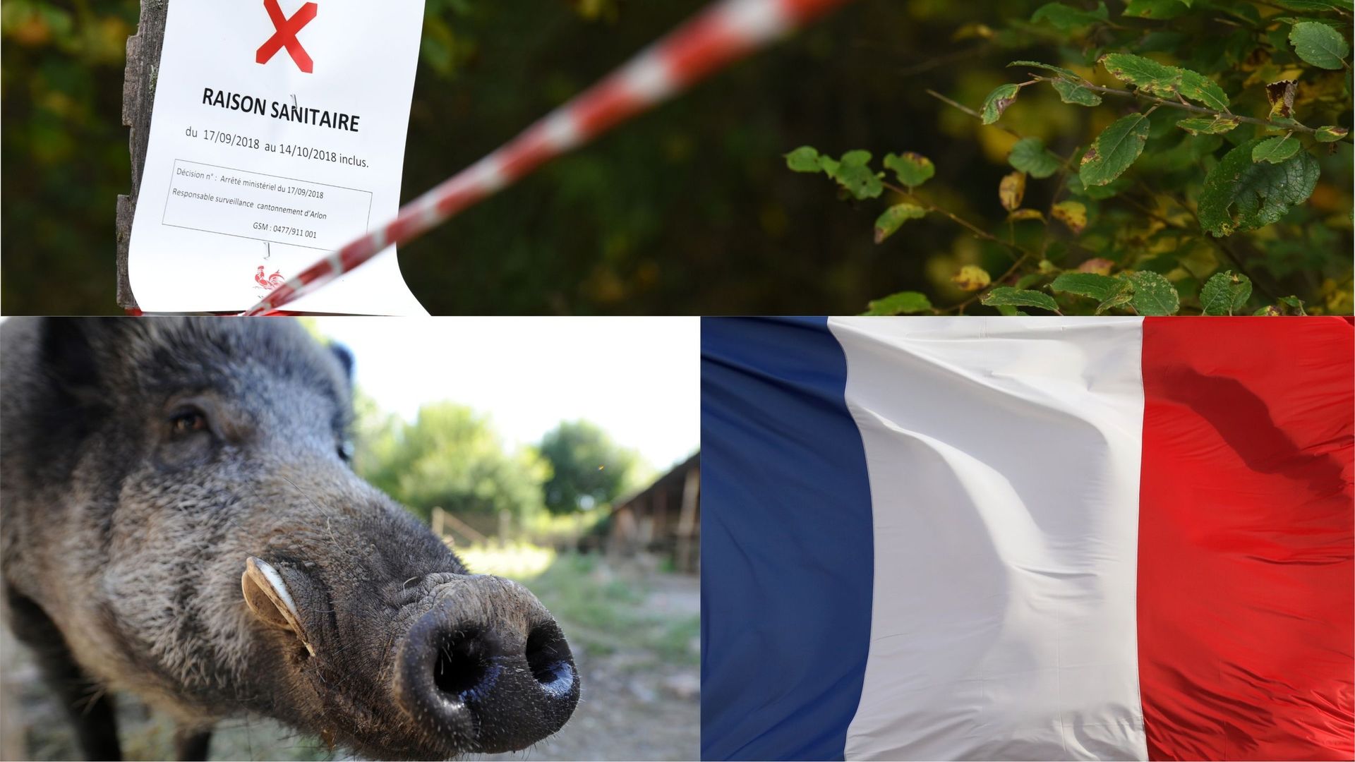 La propagation de la peste africaine est crainte par les éleveurs français