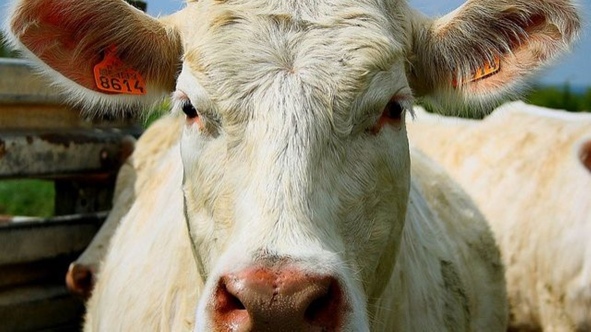 Etats Unis Un Cas De Vache Folle Découvert En Californie Rtbf Actus 