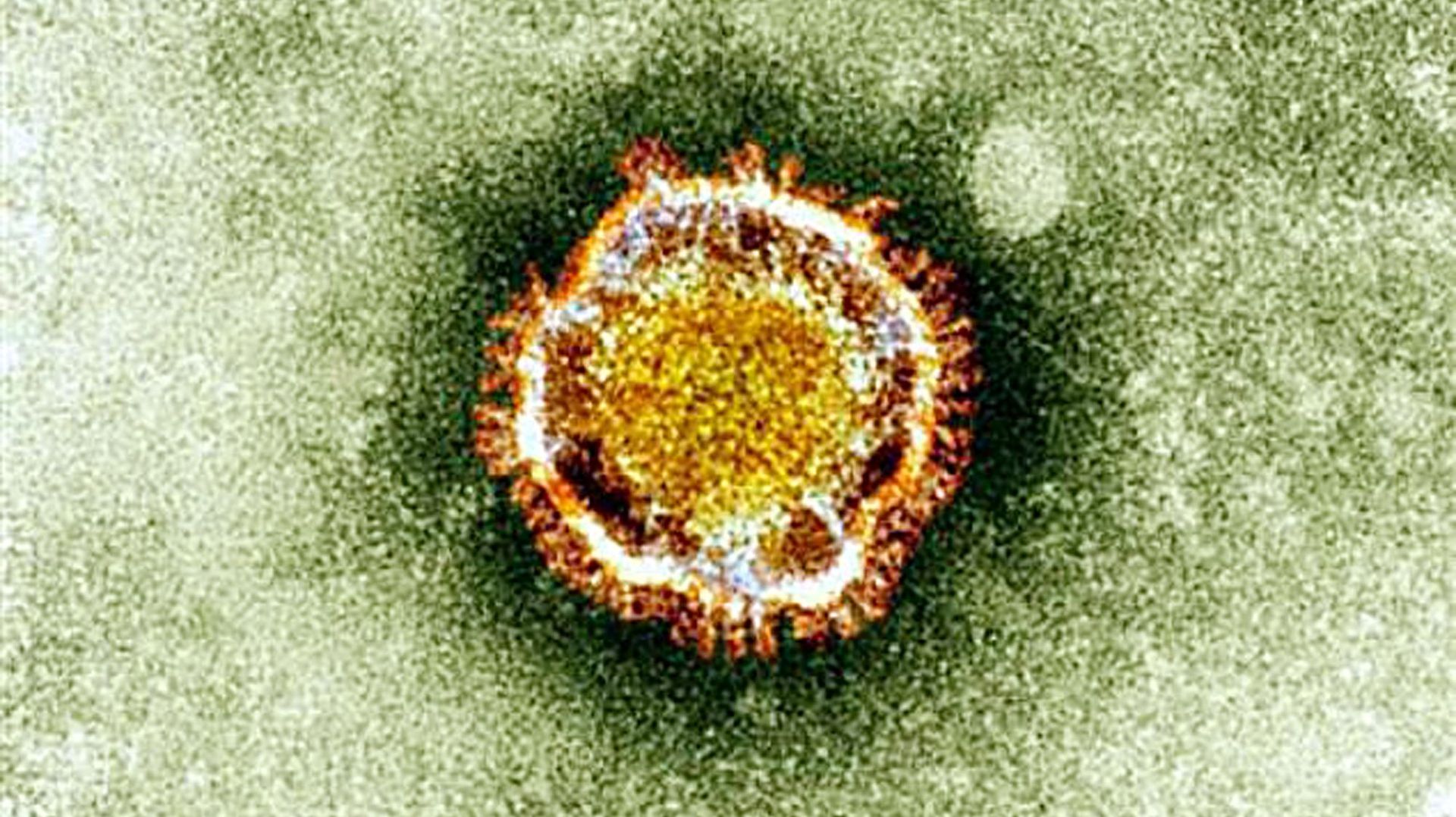 Coronavirus: la carte d'identité du mystérieux virus