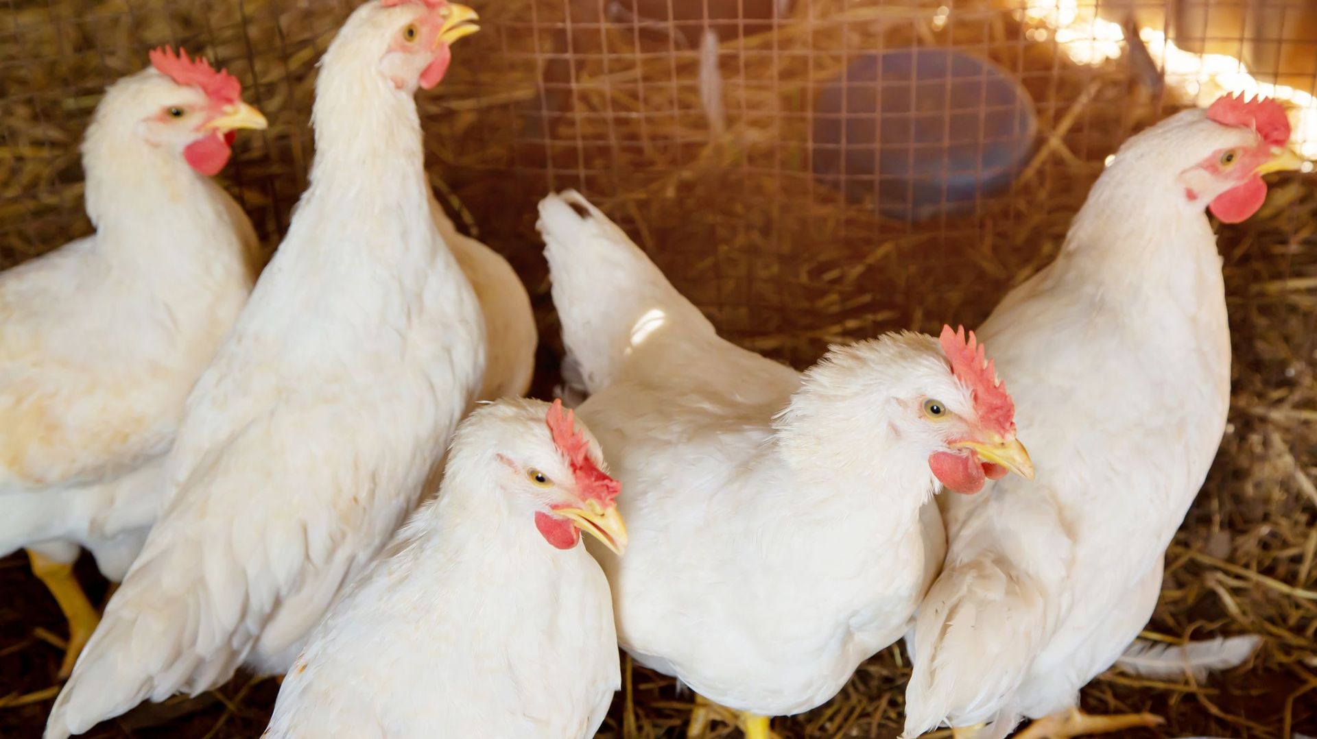 Grippe Aviaire : un foyer de grippe aviaire détecté chez un marchand d'oiseaux à Waregem