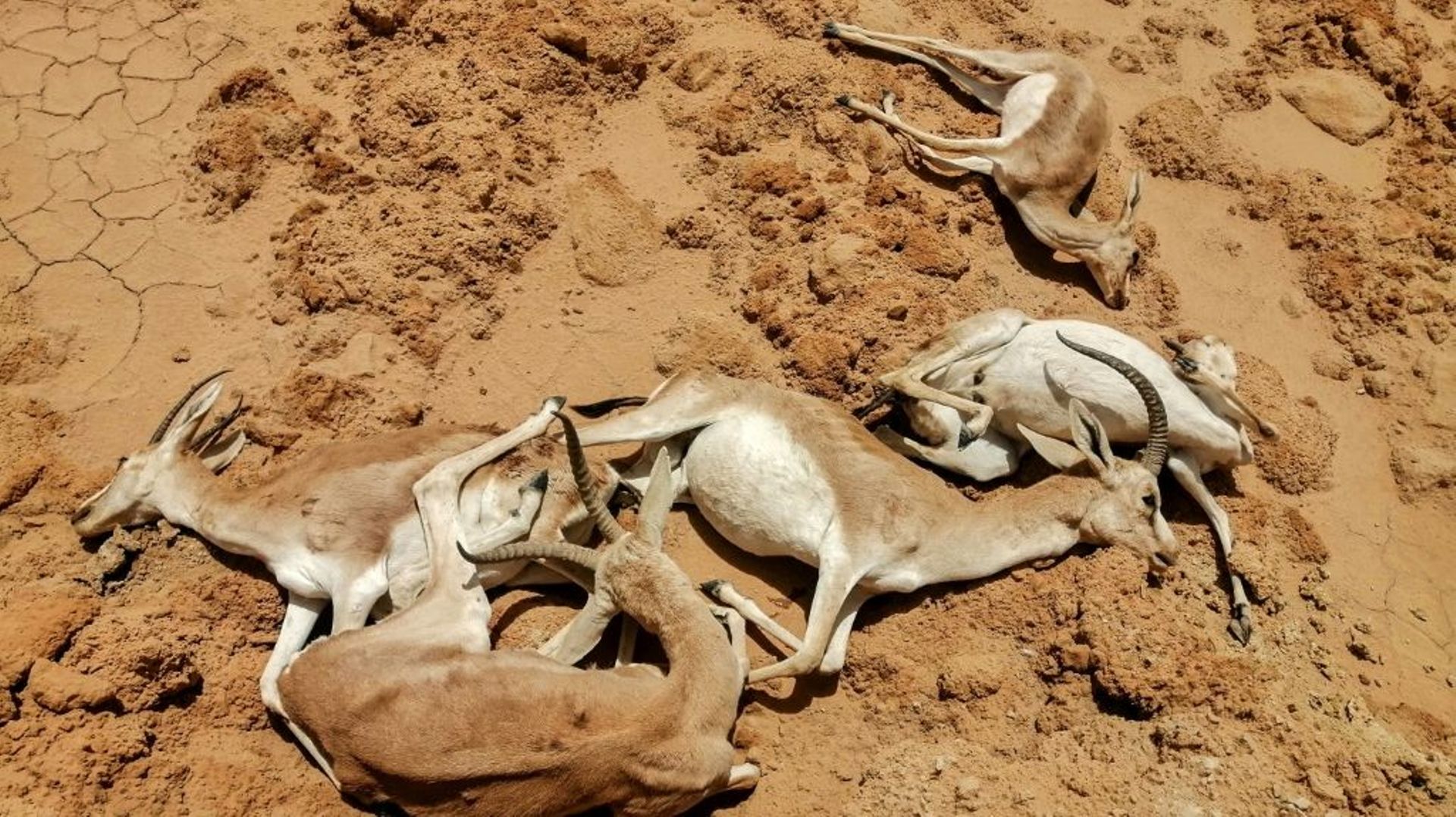 Photo fournie le 27 mai 2022 par la réserve de Sawa, en Irak, de gazelles de Rhim mortes de faim