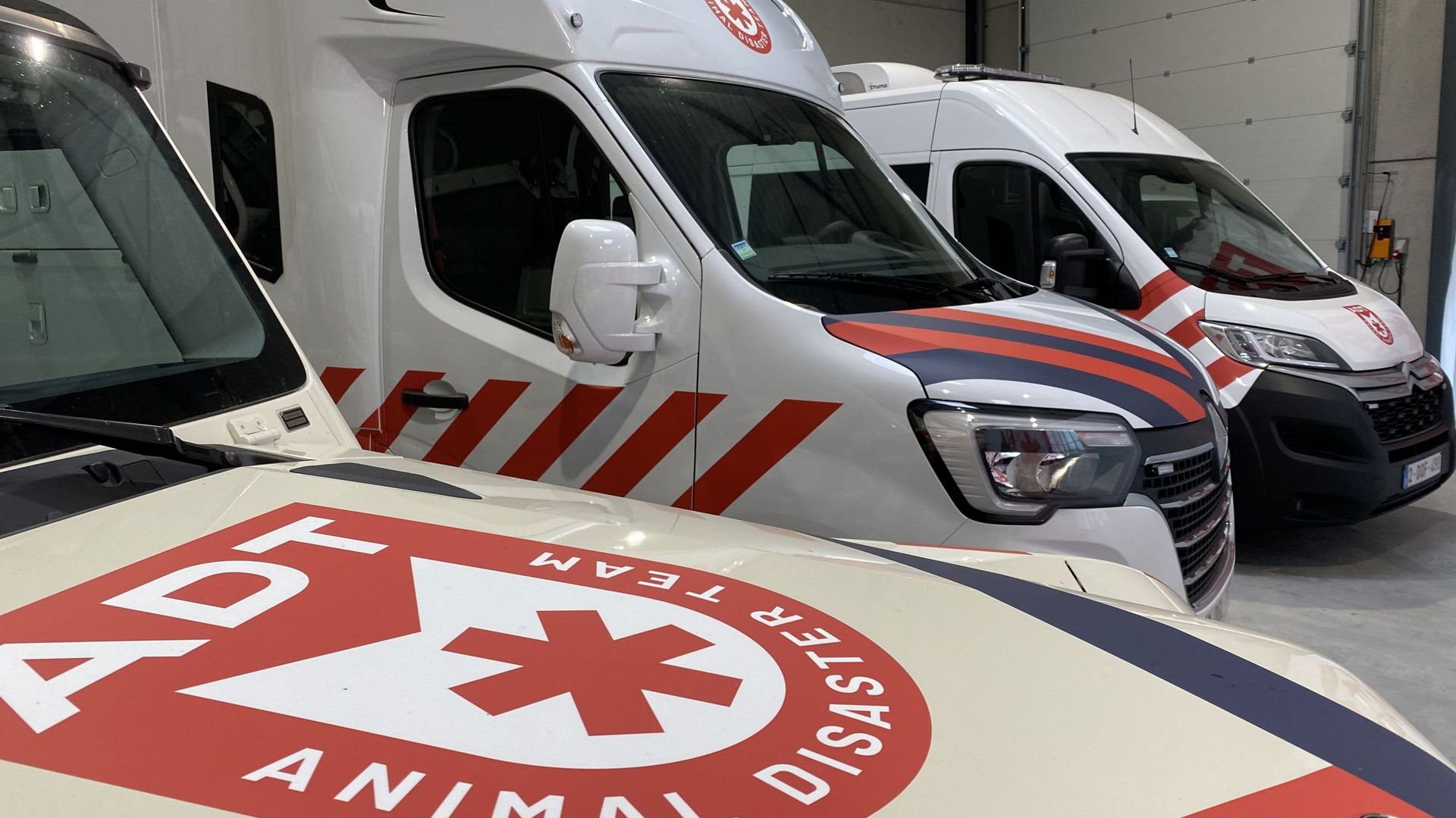 Comment transporter un animal de compagnie en voiture? - Europ Assistance