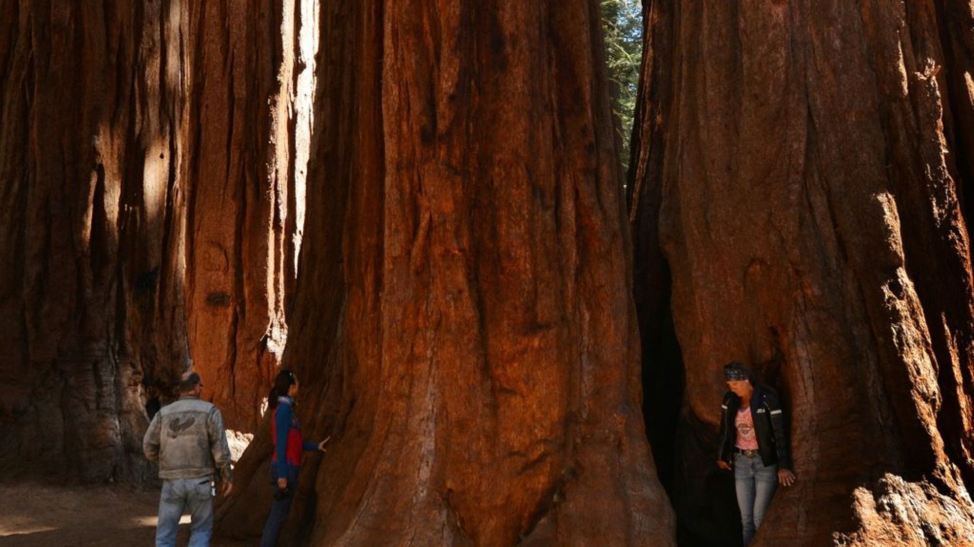 Les séquoias géants de Californie sont considérés comme les arbres les plus volumineux du monde et attirent chaque année des dizaines de milliers de touristes