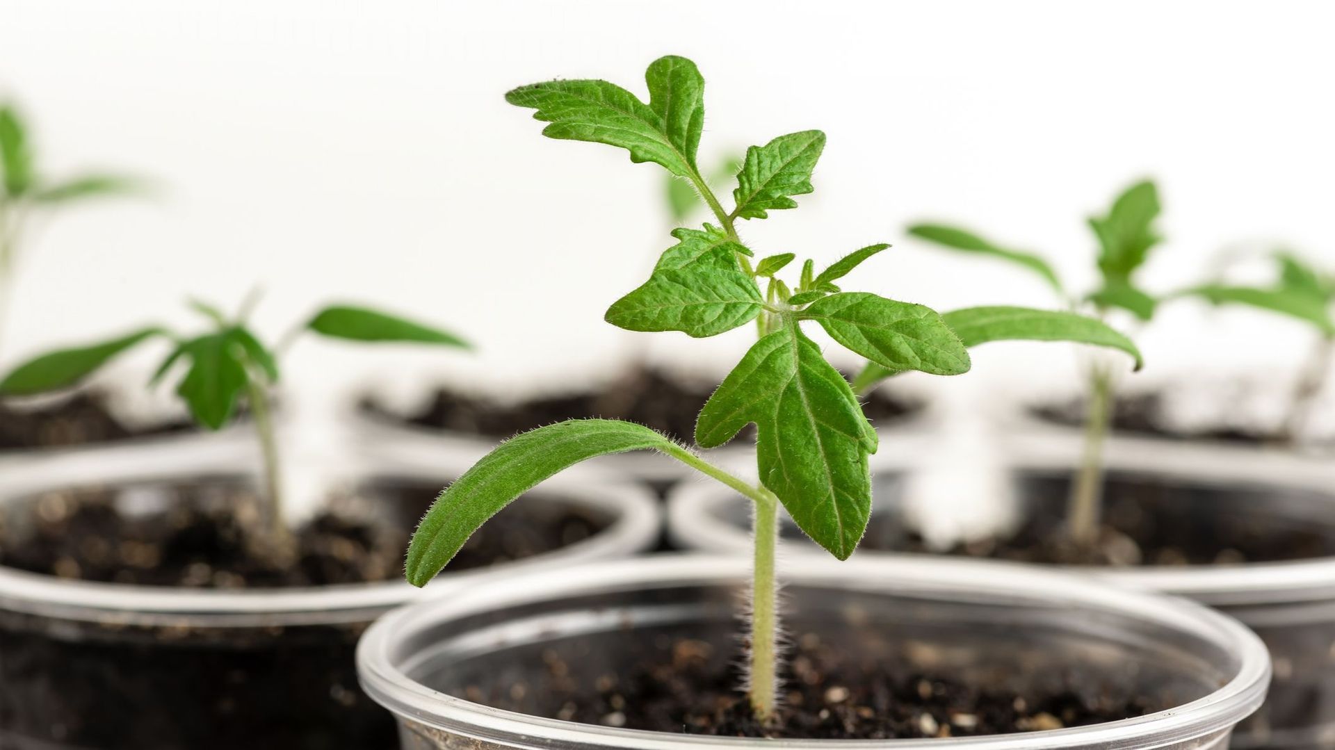 Les gobelets en plastique de récupération munis d'un trou de drainage conviennent bien pour le premier repiquage des tomates. Vu la hauteur du récipient, elles peuvent développer des racines sur la tige enterrée dans le terreau.