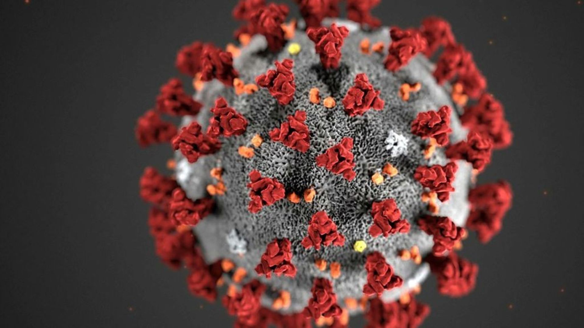 Image obtenue le 3 février 2020 auprès des CDC et montrant la morphologie du nouveau coronavirus COVID-19