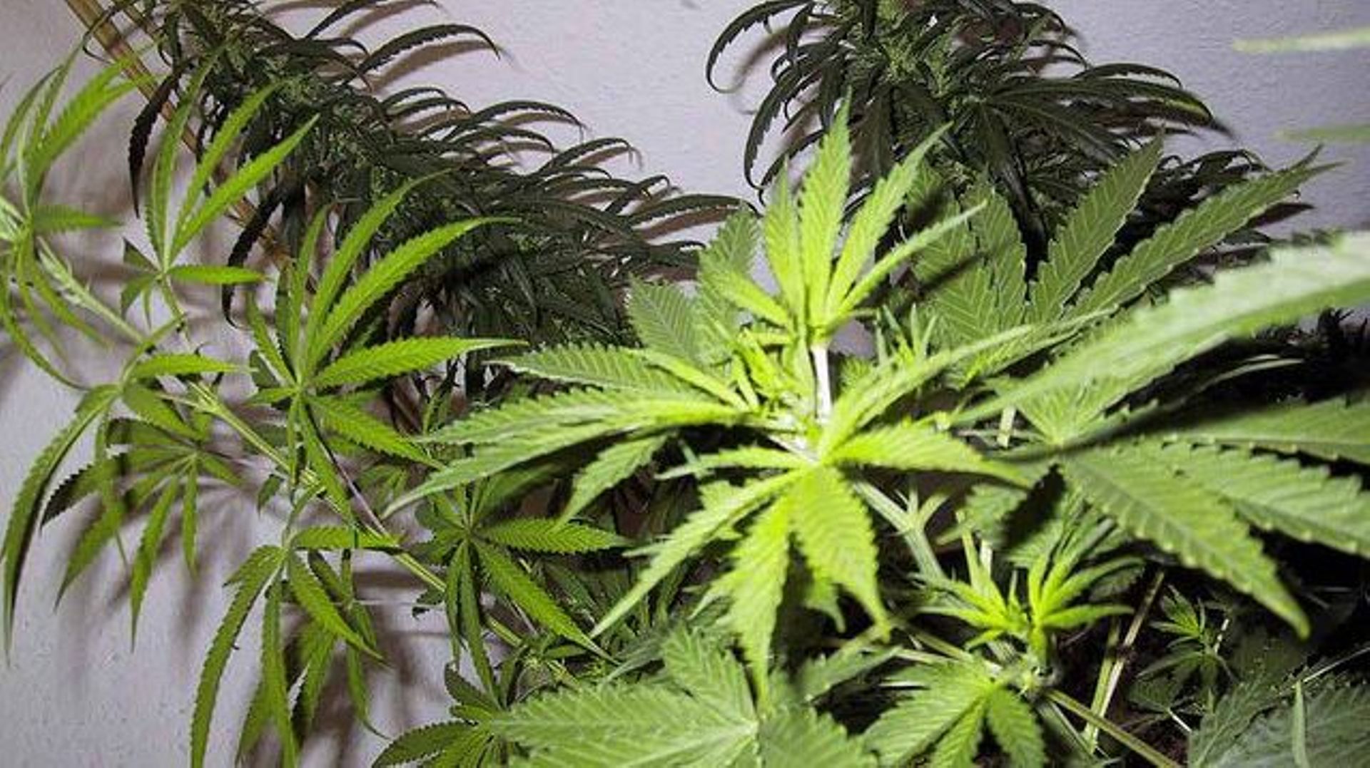 Estaimbourg: 3000 plants de cannabis découverts, quatre hollandais arrêtés