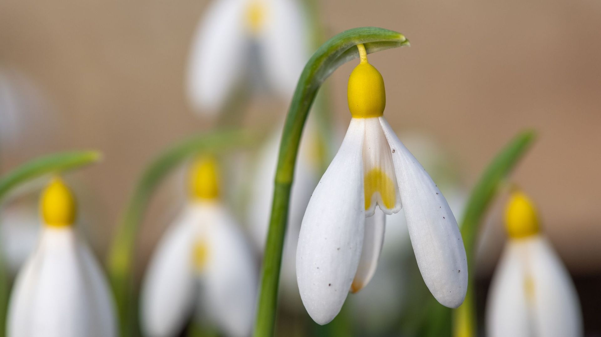 Il existe des perce-neige au réceptacle jaune. Ces cultivars sont particulièrement recherchés par les collectionneurs. Les nouvelles variétés peuvent atteindre des prix démesurés : plusieurs centaines d’euros pour un seul bulbe !