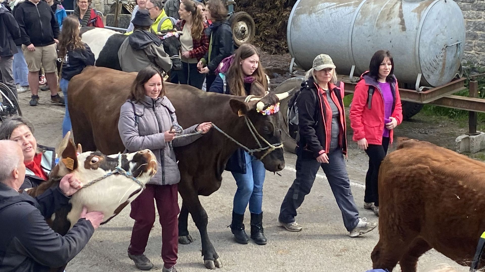 La transhumance démarre accompagnée des dizaines de marcheurs
