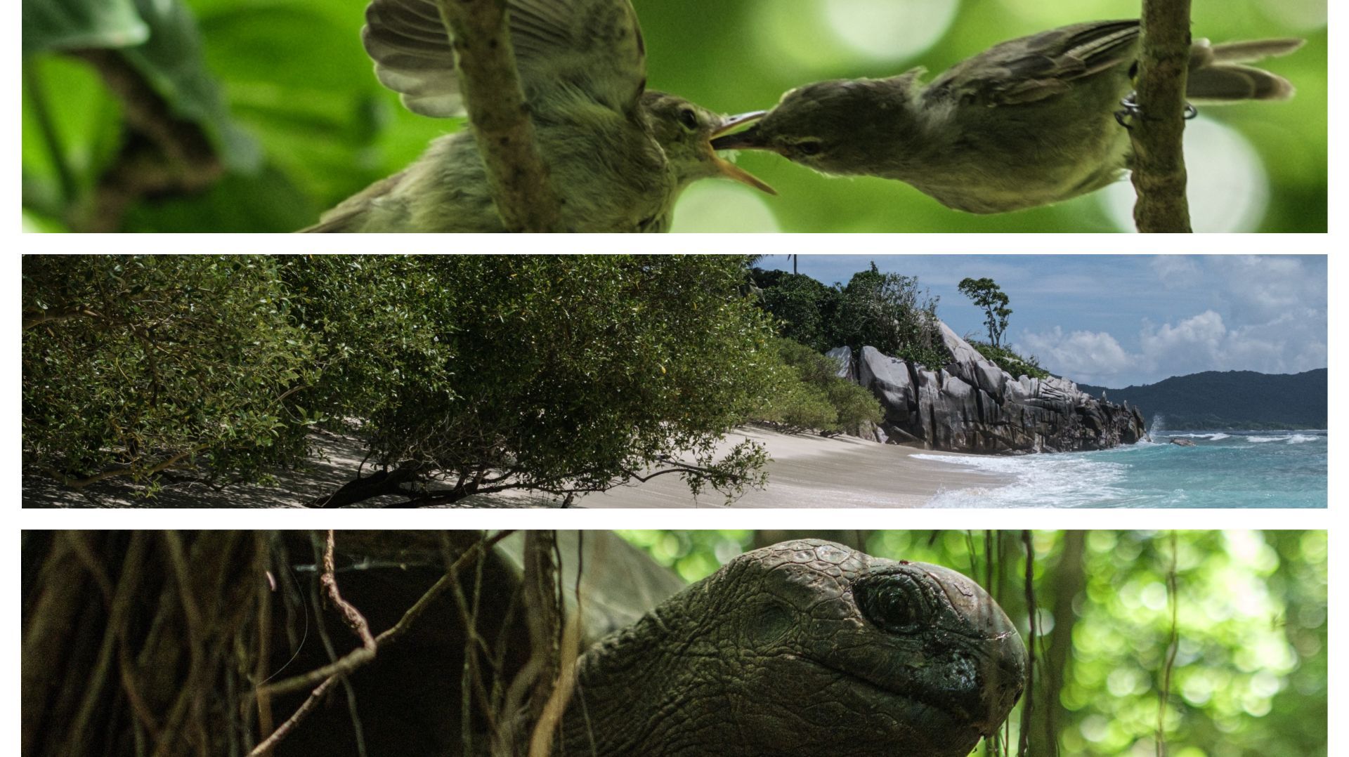 Un petit éden ou s'épanouissent rousserolles des Seychelles ou encore tortues géantes 
