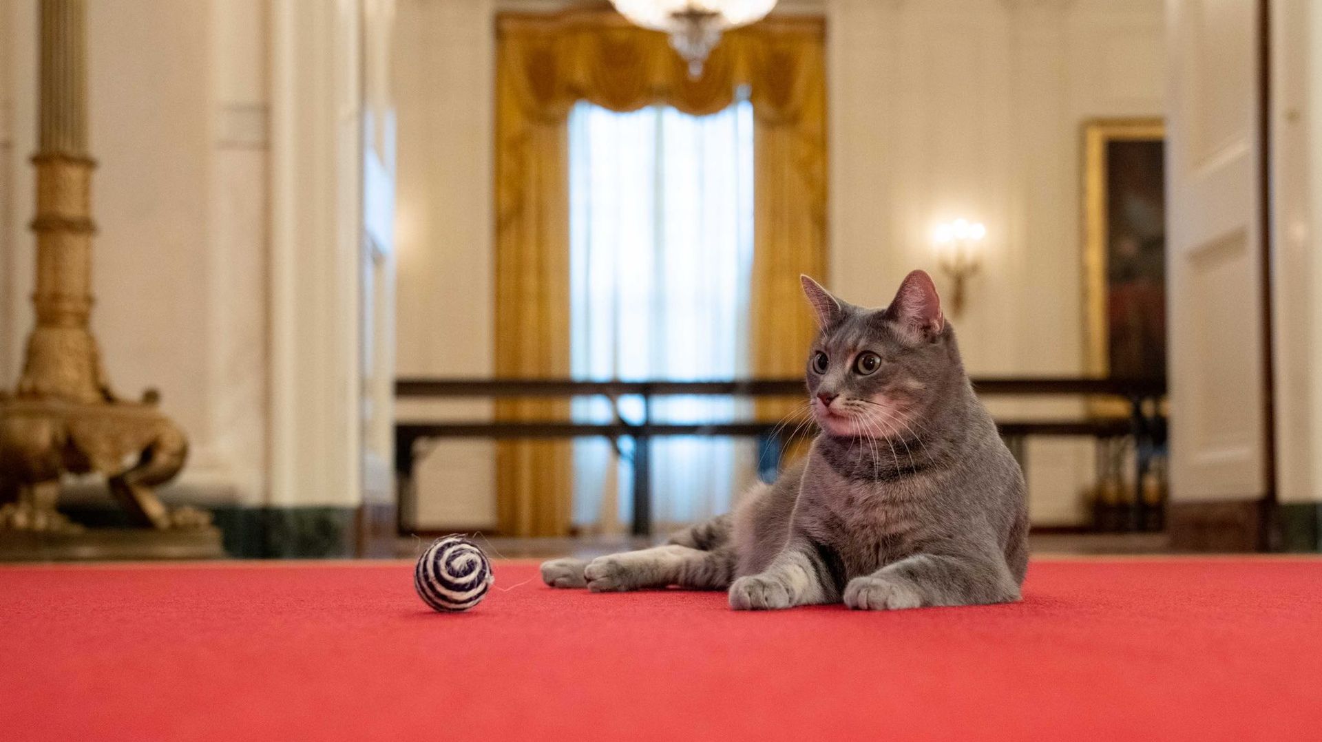 Les Biden accueillent le "First Cat" à la Maison Blanche