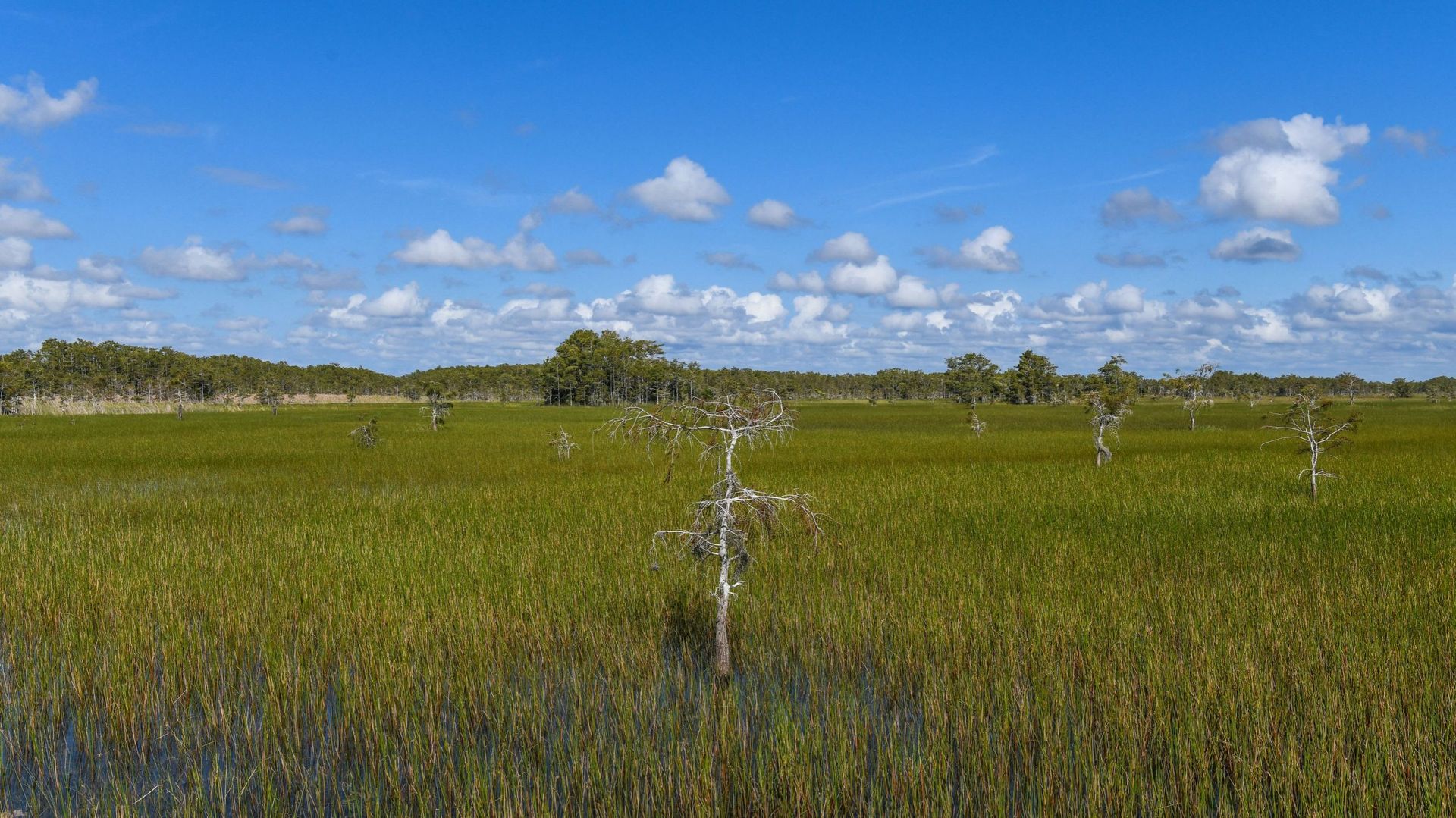 Vue du parc national des Everglades en Floride.