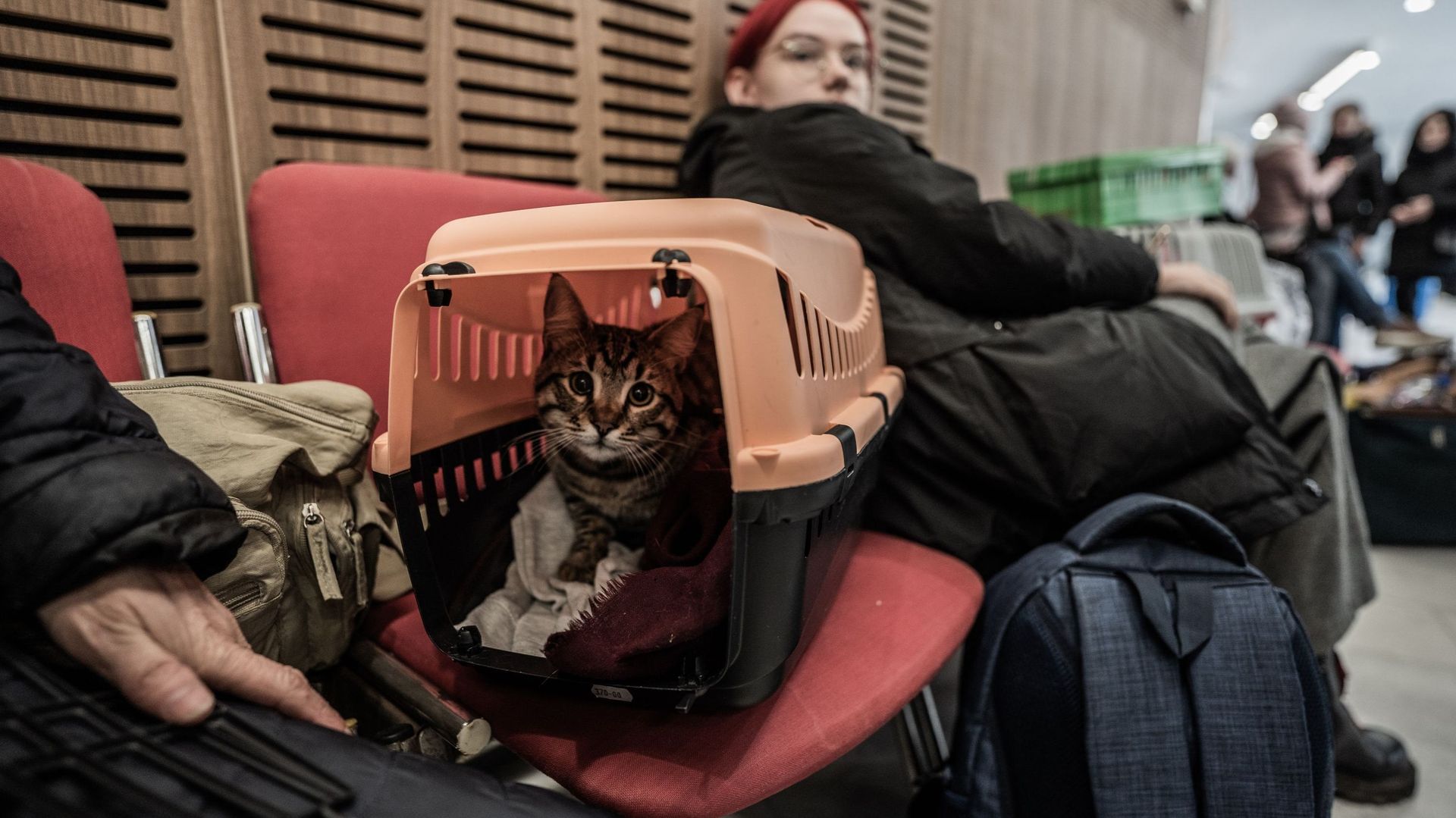 5 mars 2022, à Varna, en Bulgarie, une réfugiée Ukrainienne avec son chat, Timofey