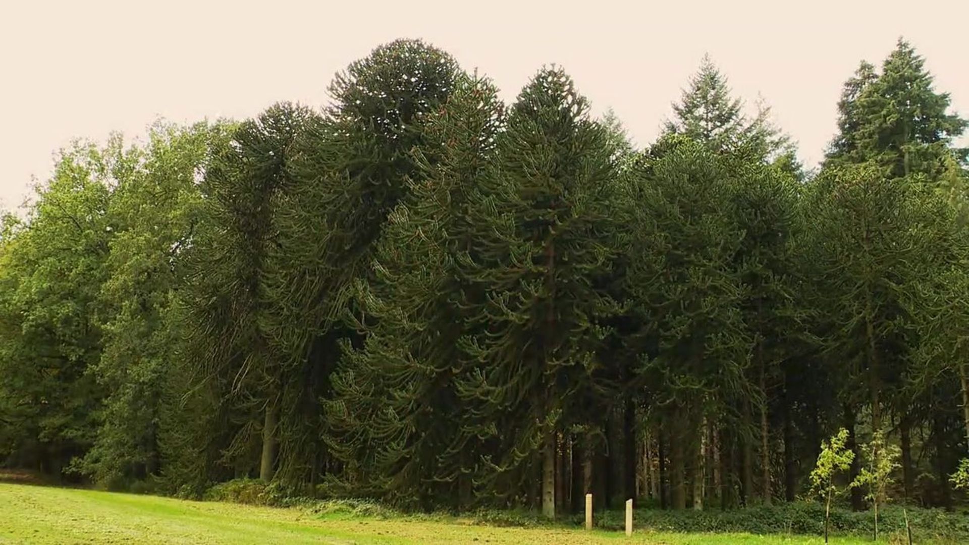 L'Arboterum de Tervuren en automne - RTBF Actus