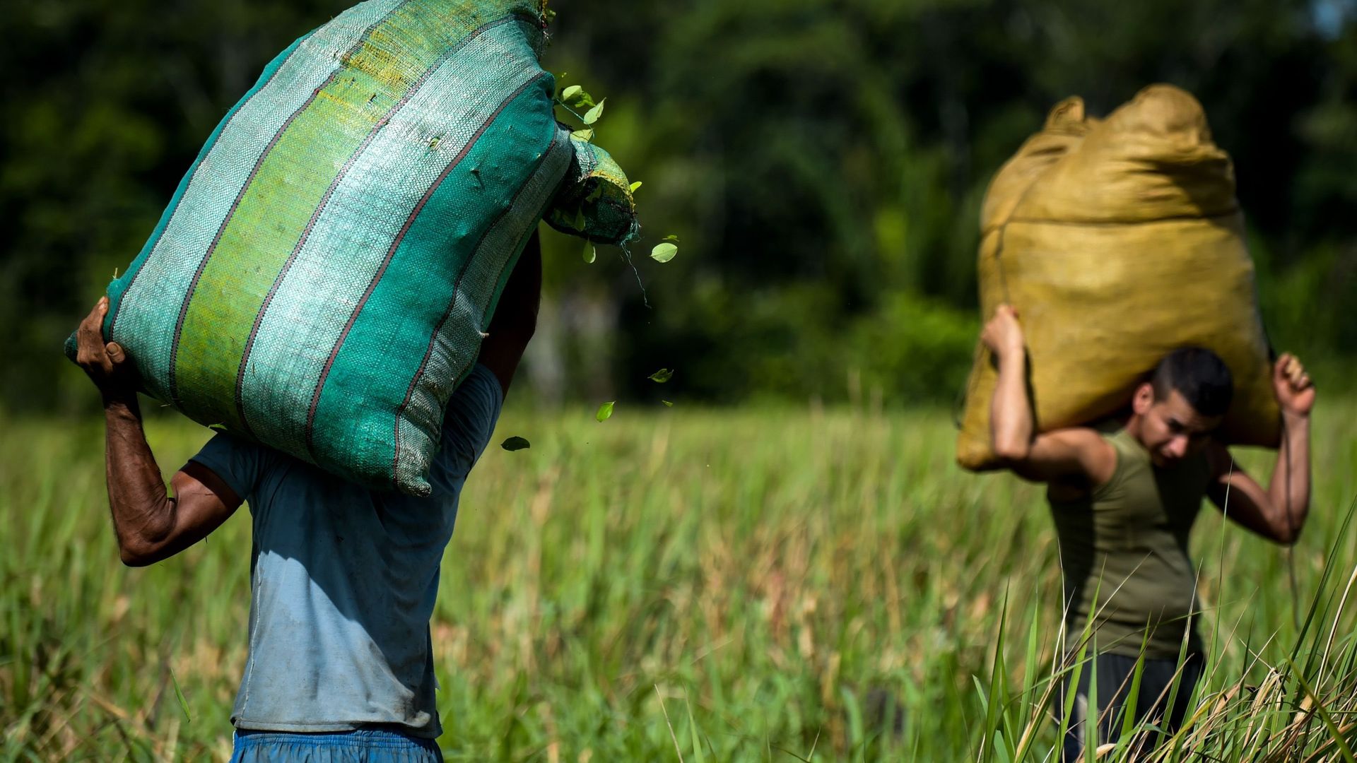 Les champs de coca de Colombie où triment des migrants du Venezuela