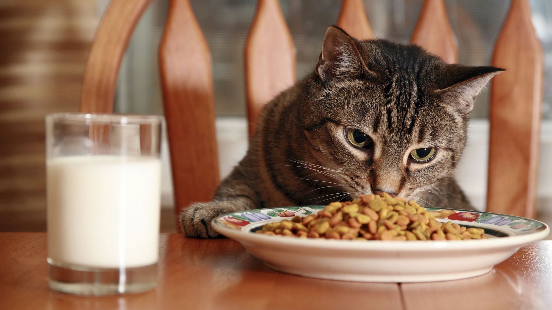 Unusual: a pop-up restaurant inspired by cat food opens in New York