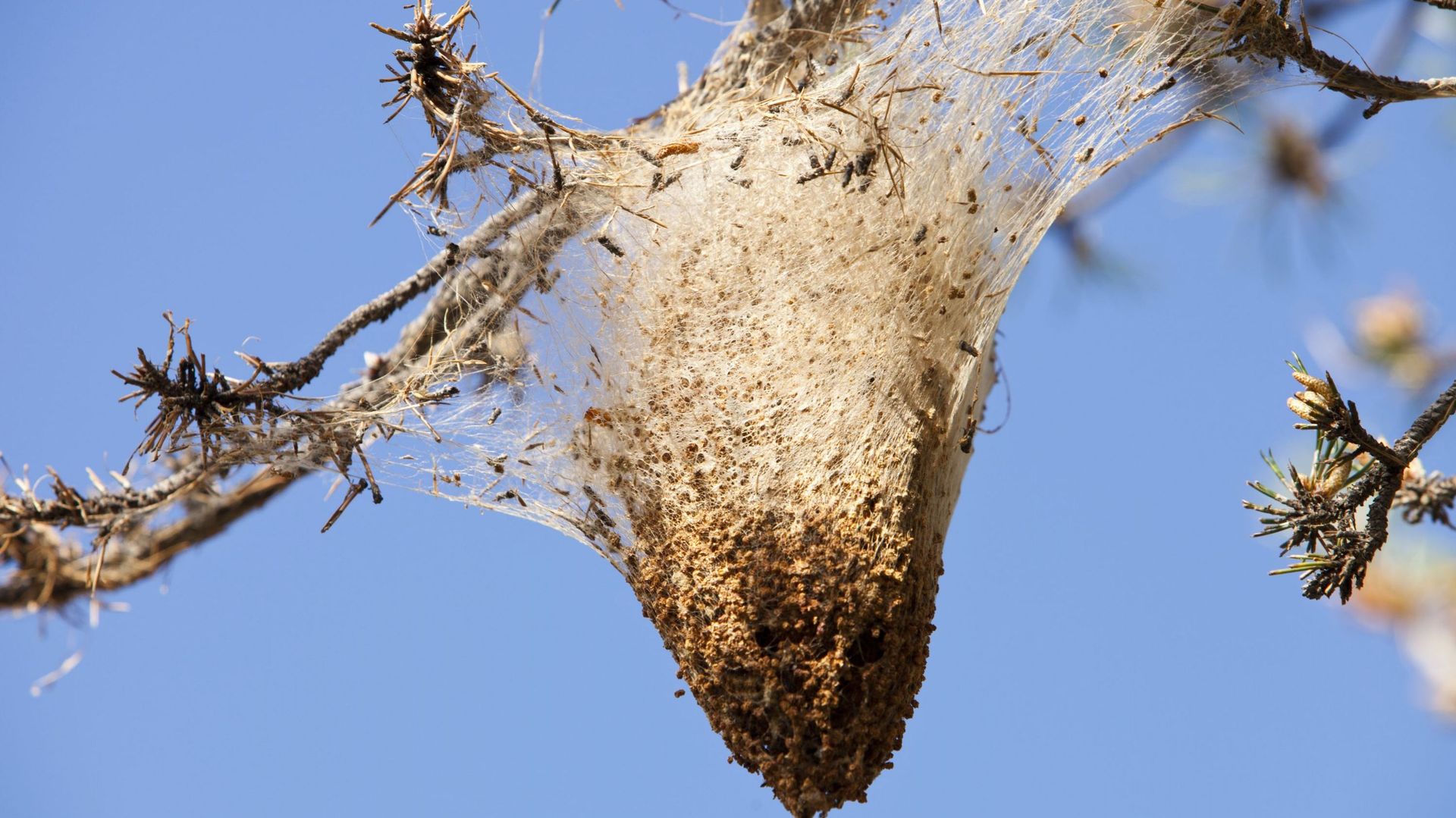 Nests of the Pine Processionary Caterpiller in the Sierra Nevada mountains of southern Spain.