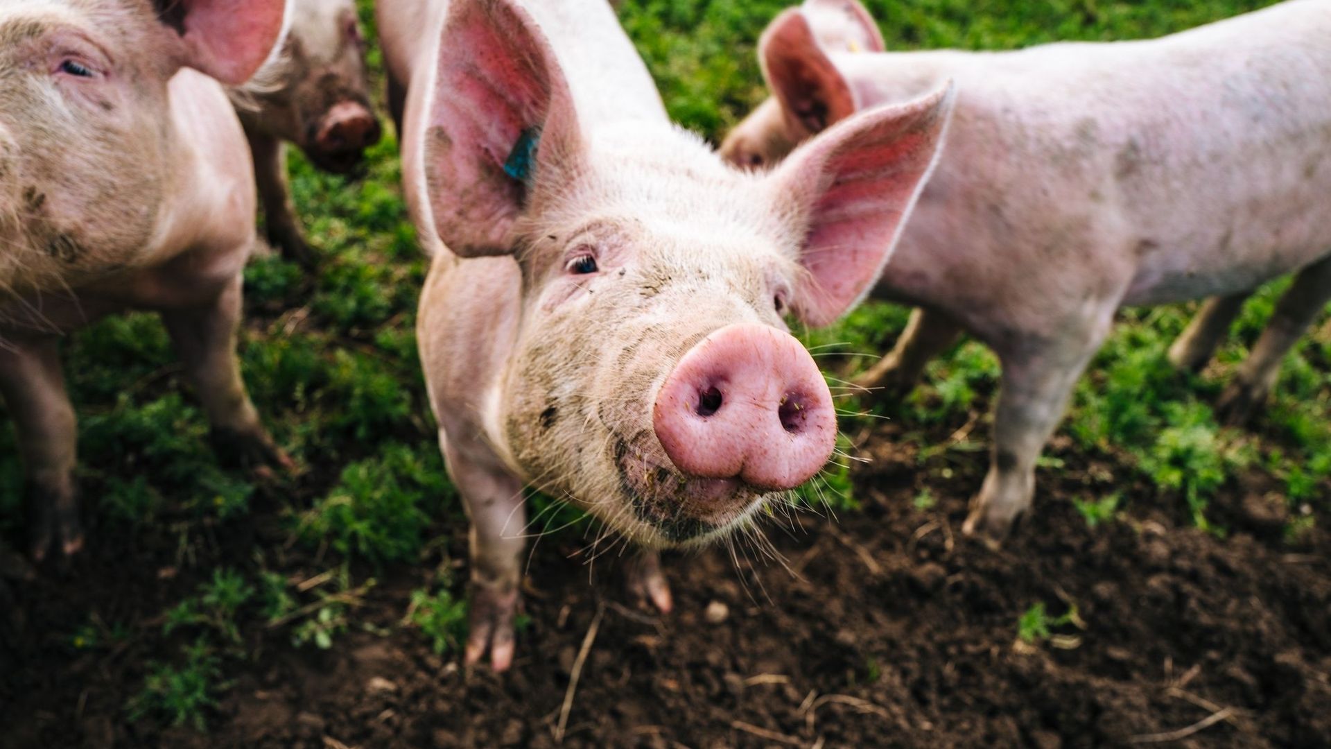 Grâce à un tissu synthétique, des cochons retrouvent leur érection.