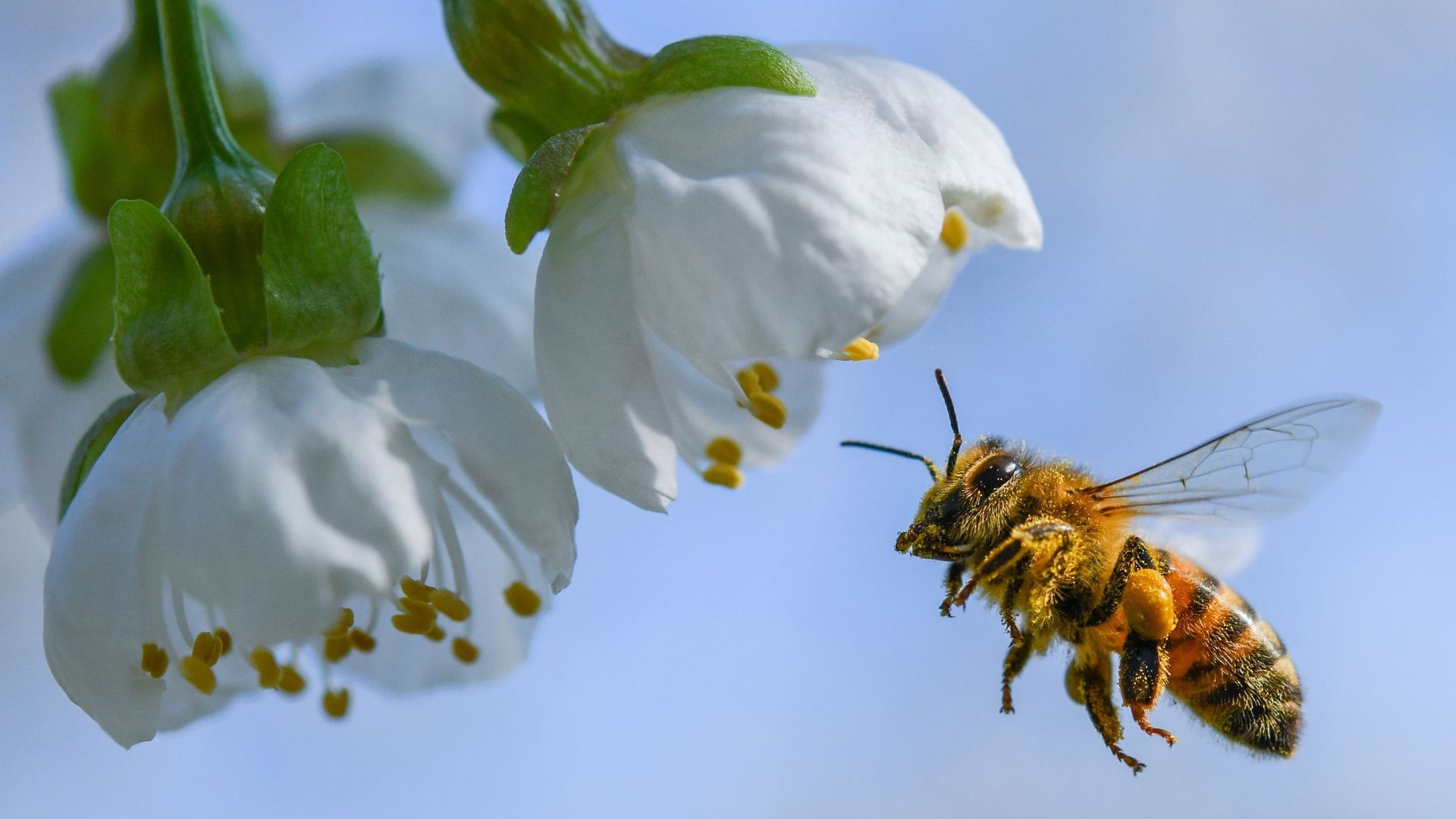 Les abeilles et insectes pollinisateurs sauvages à l'honneur pour une semaine à Bruxelles