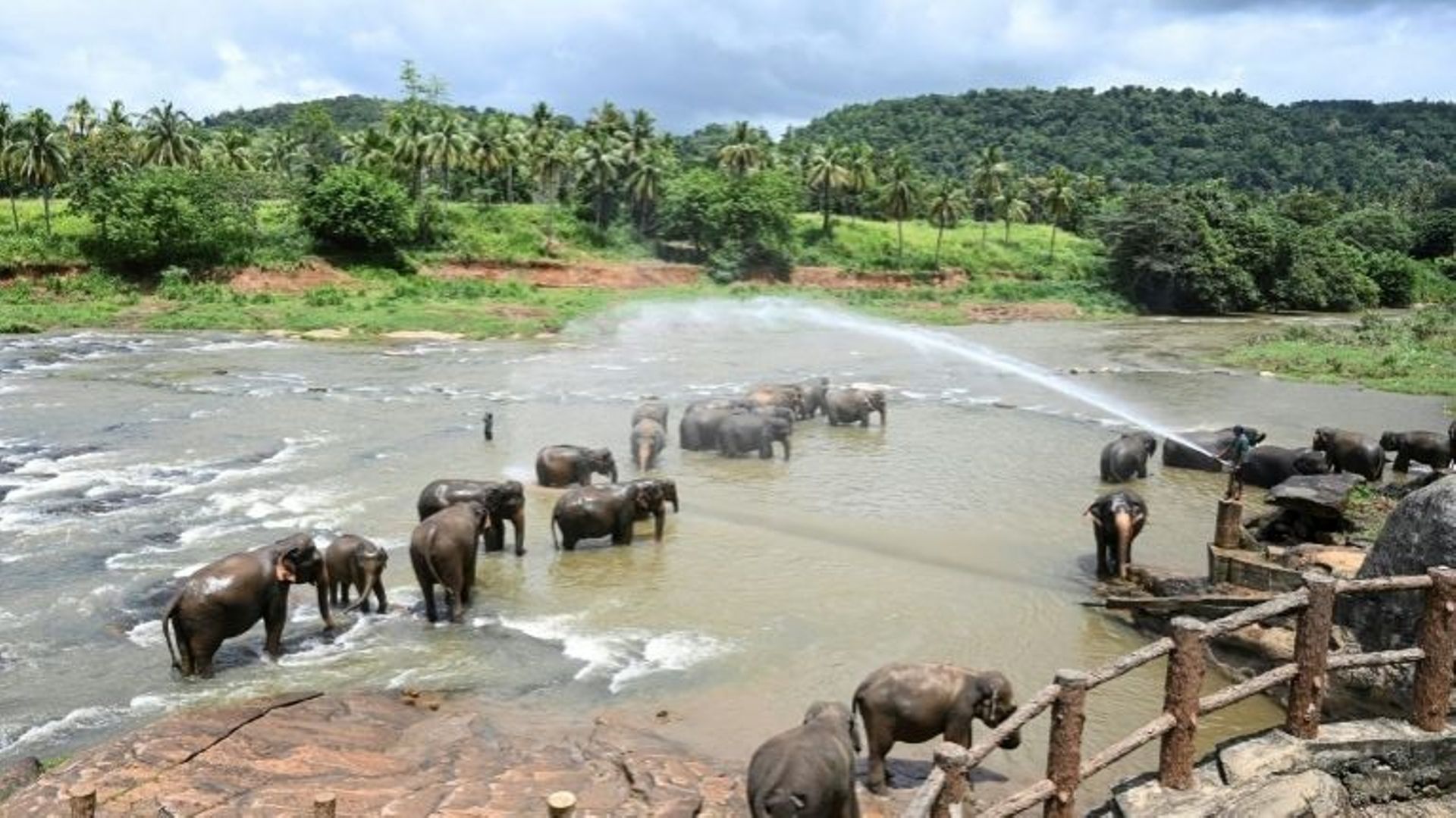 Un gardien arrose les éléphants d'eau lors de leur bain quotidien dans la rivière au sanctuaire d'éléphants de Pinnawala, le 11 août 2020.