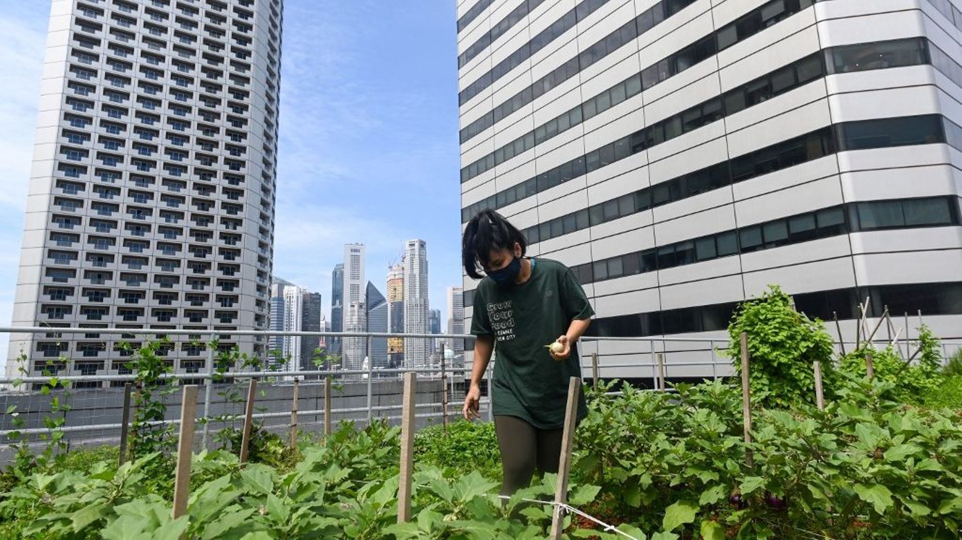 Jeunes pousses sur gratte-ciel : l'agriculture sur les toits de Singapour décolle.