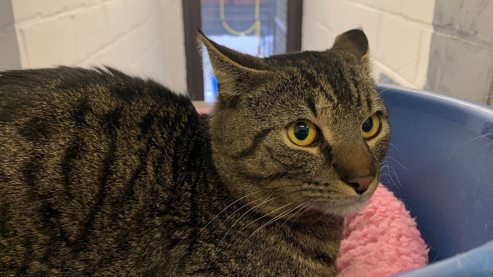 Ce chat, âgé d’un an, a été abandonné à la porte du refuge.