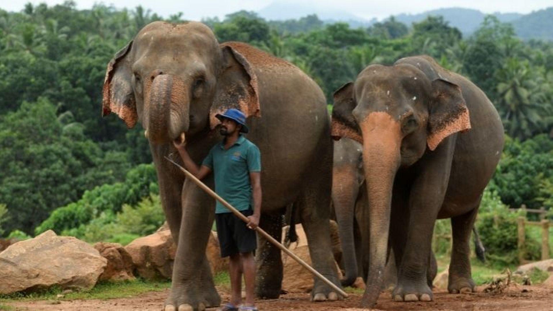 Un gardien s'occupe d'un groupe d'éléphants au sanctuaire d'éléphants de Pinnawala, le 11 août 2020.