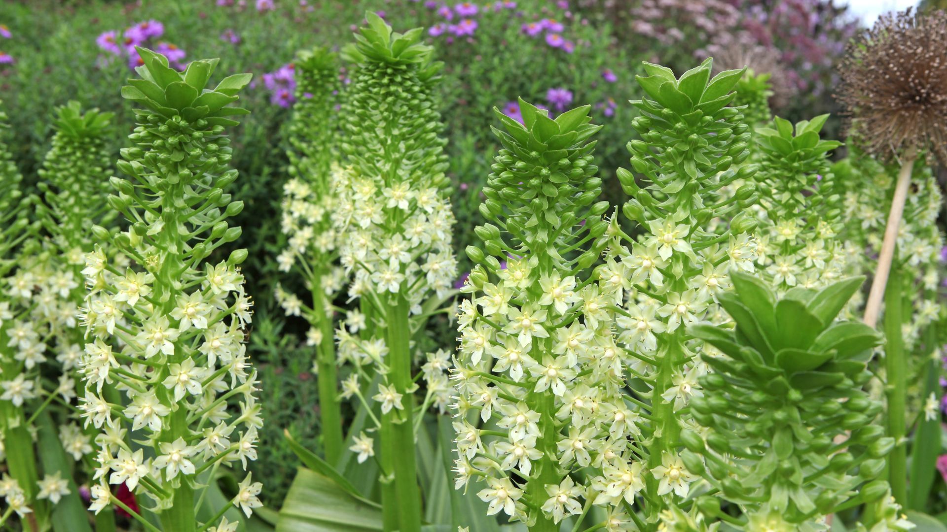 Eucomis, la “plante ananas” : comment la planter, l’entretenir et la multiplier