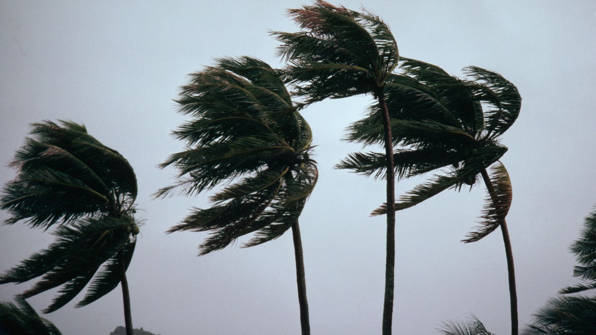 Typhoon Winds Blowing Coastal Palms