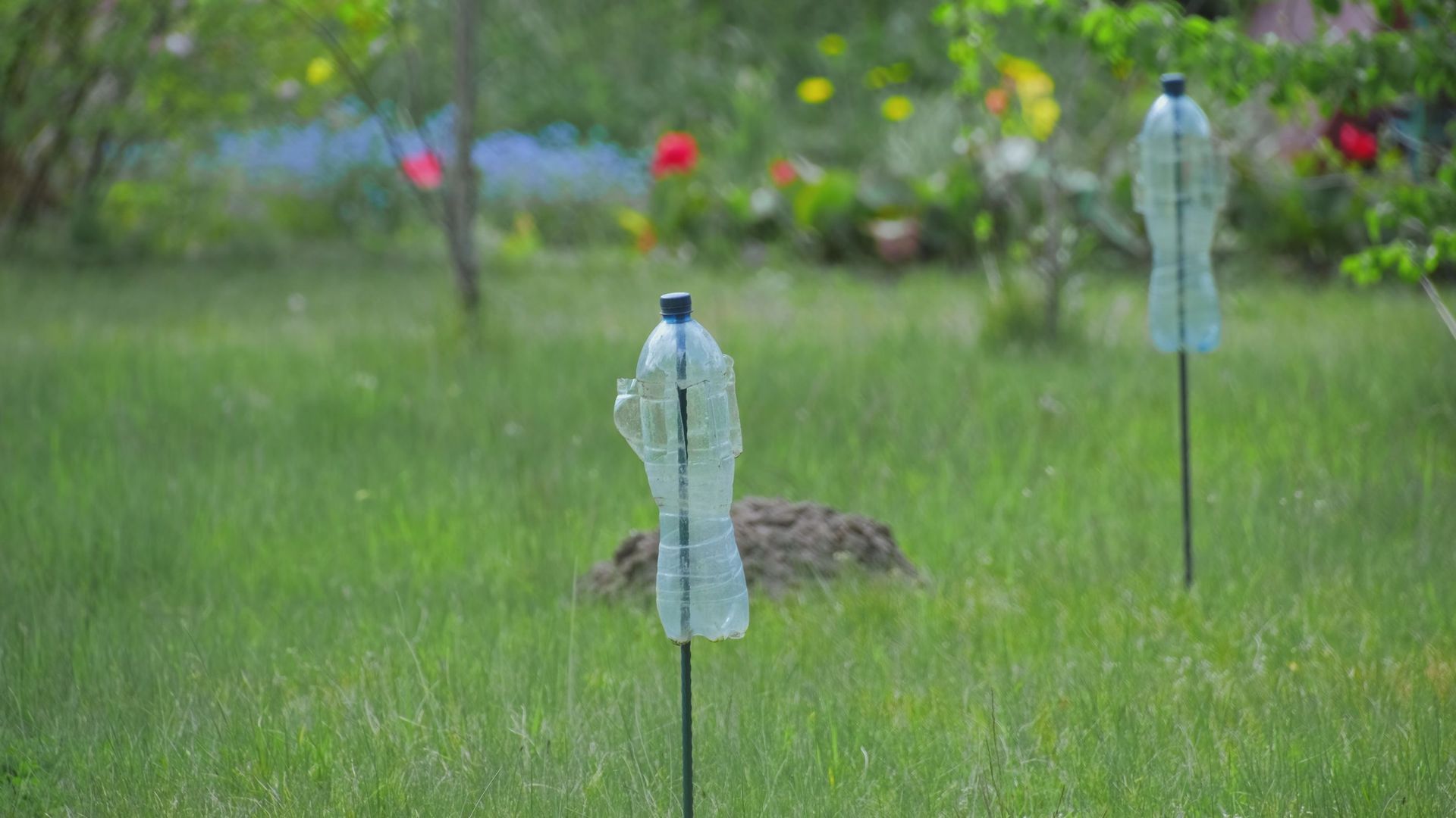 Les taupes s’habituent vite aux vibrations des moulins fabriqués avec des bouteilles en plastique. Les appareils à piles qui produisent des sons sont aussi rapidement inefficaces.