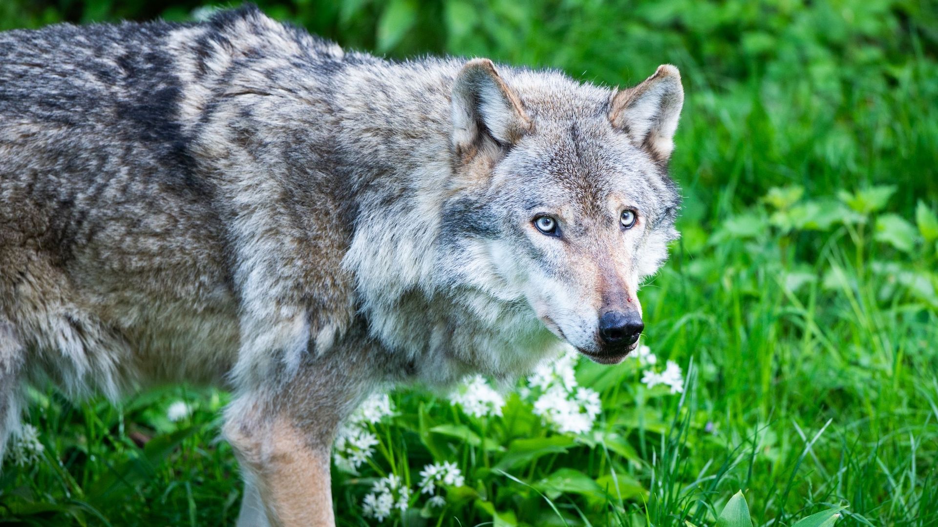 Un loup de passage a-t-il tué un âne à Blaton ?