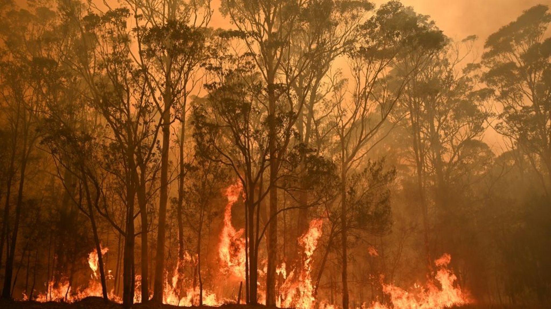 Un feu de forêt près de la ville de Moruya, en Nouvelle-Galles-du-Sud, le 4 janvier 2020 en Australie