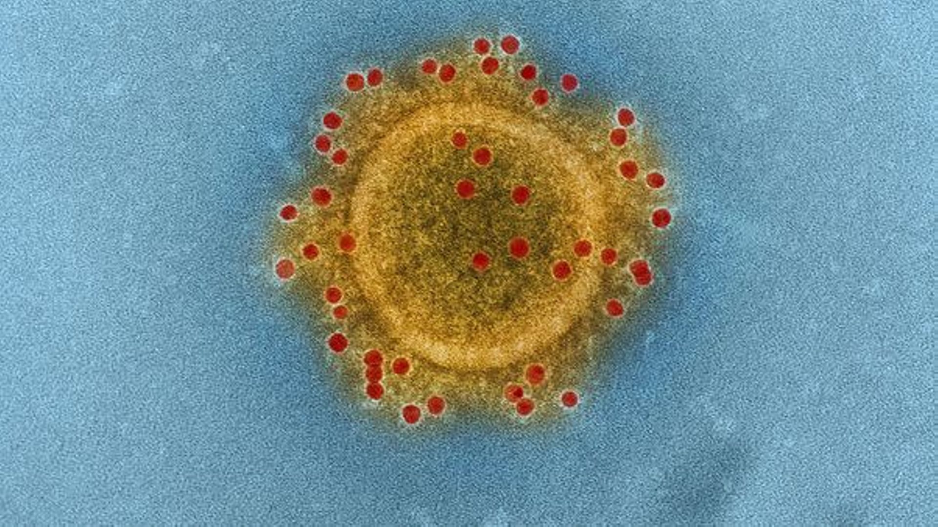 Le coronavirus répand avec lui son lot de fausses informations et rumeurs